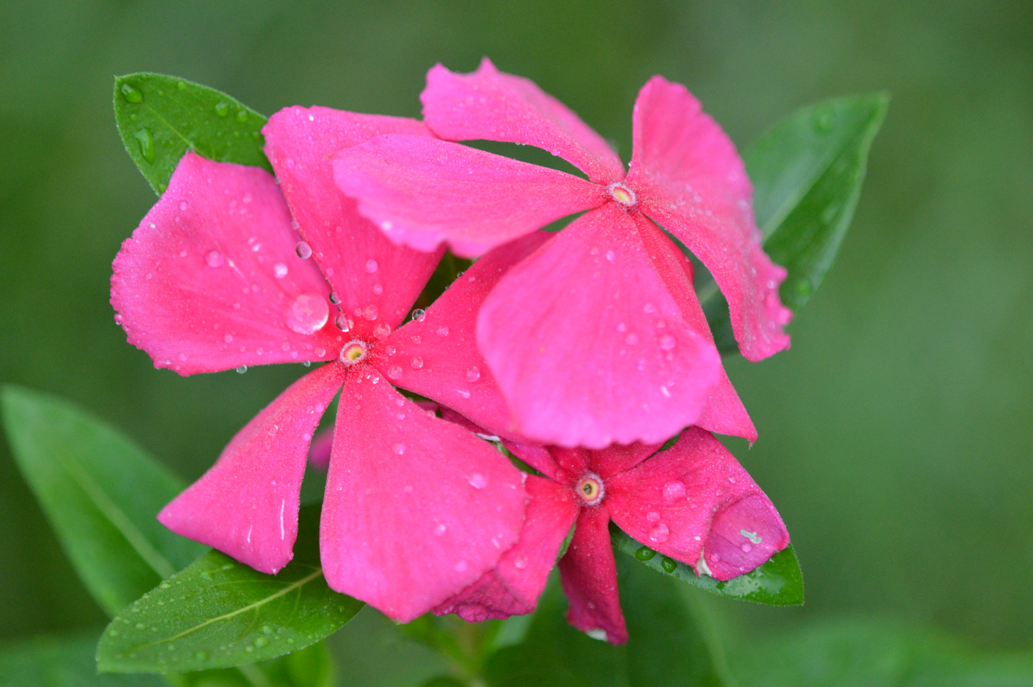 Tamron SP AF 180mm F3.5 Di LD (IF) Macro sample photo. Amazing colors photography
