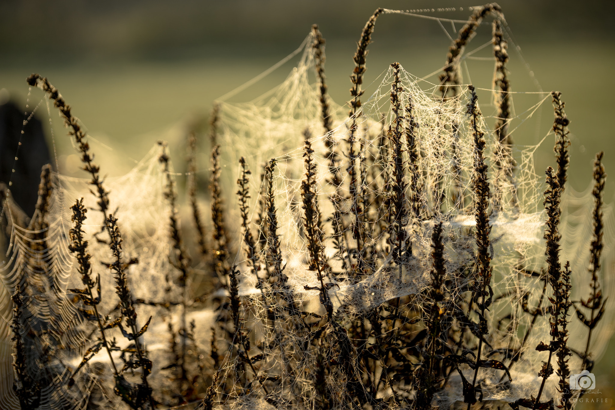 Sigma 70-200mm F2.8 EX DG HSM APO Macro sample photo. Art by nature photography