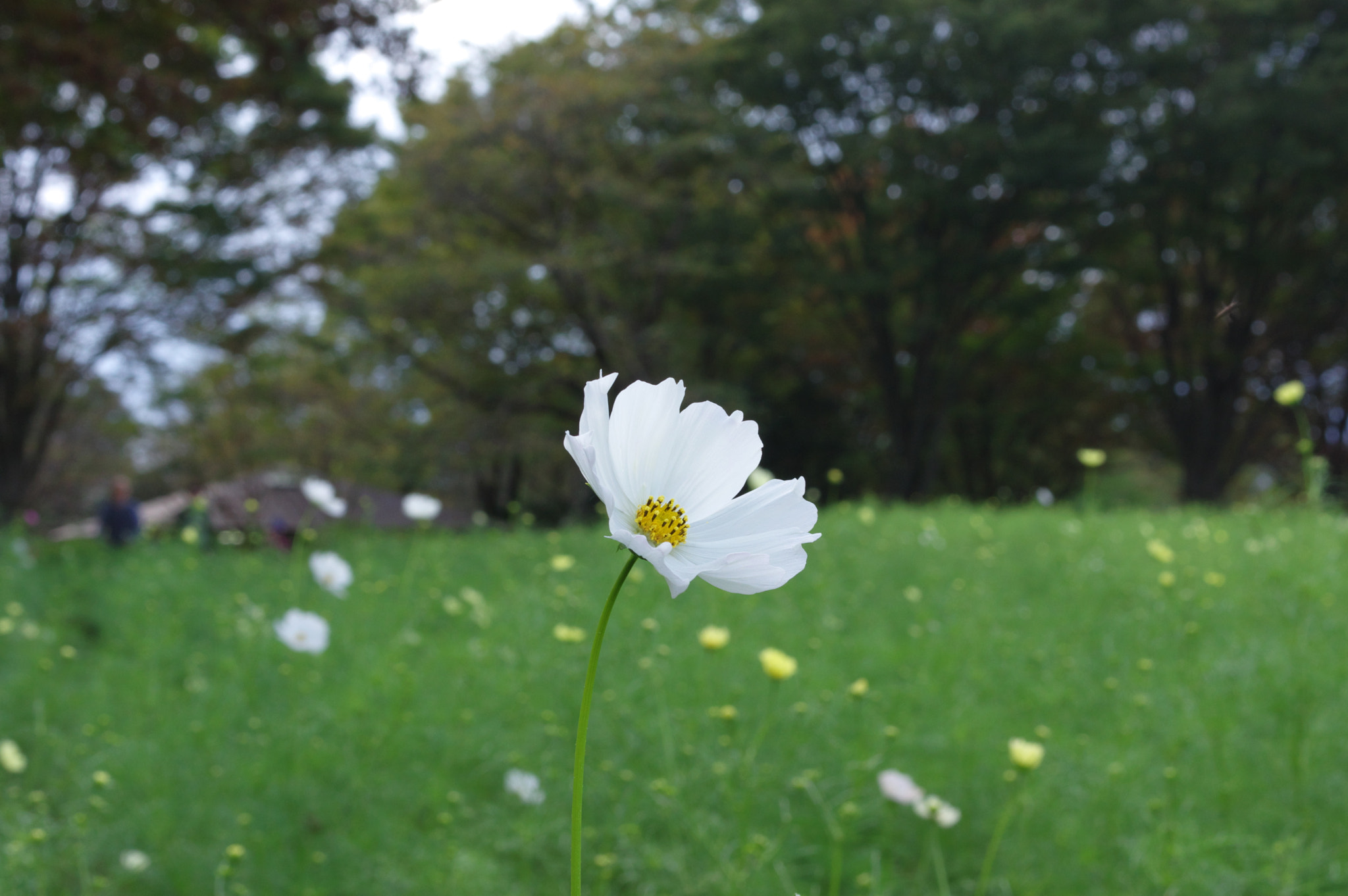 Pentax smc DA 40mm F2.8 Limited sample photo. Cosmos...a universe photography