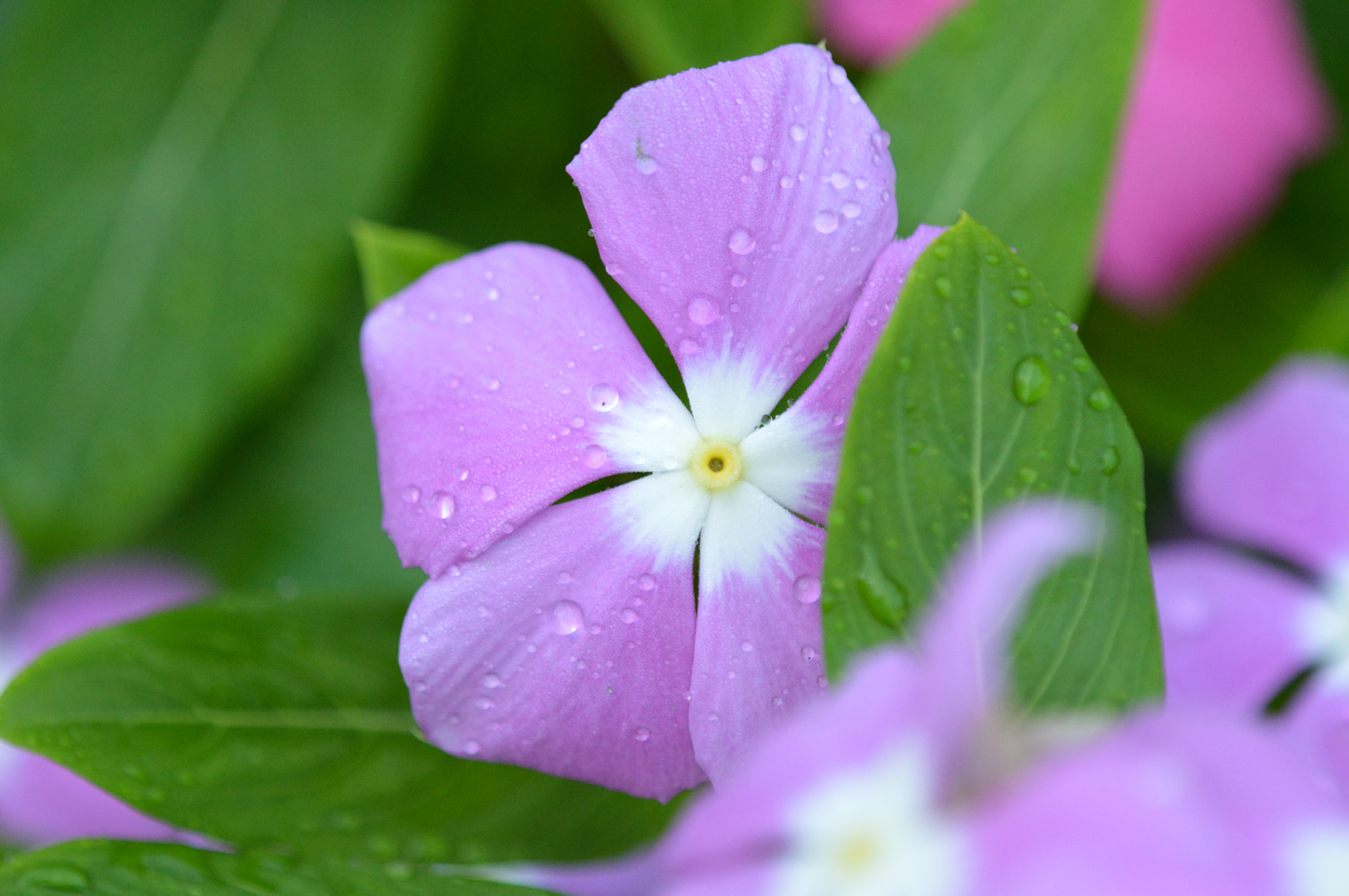Tamron SP AF 180mm F3.5 Di LD (IF) Macro sample photo. Amazing colors photography