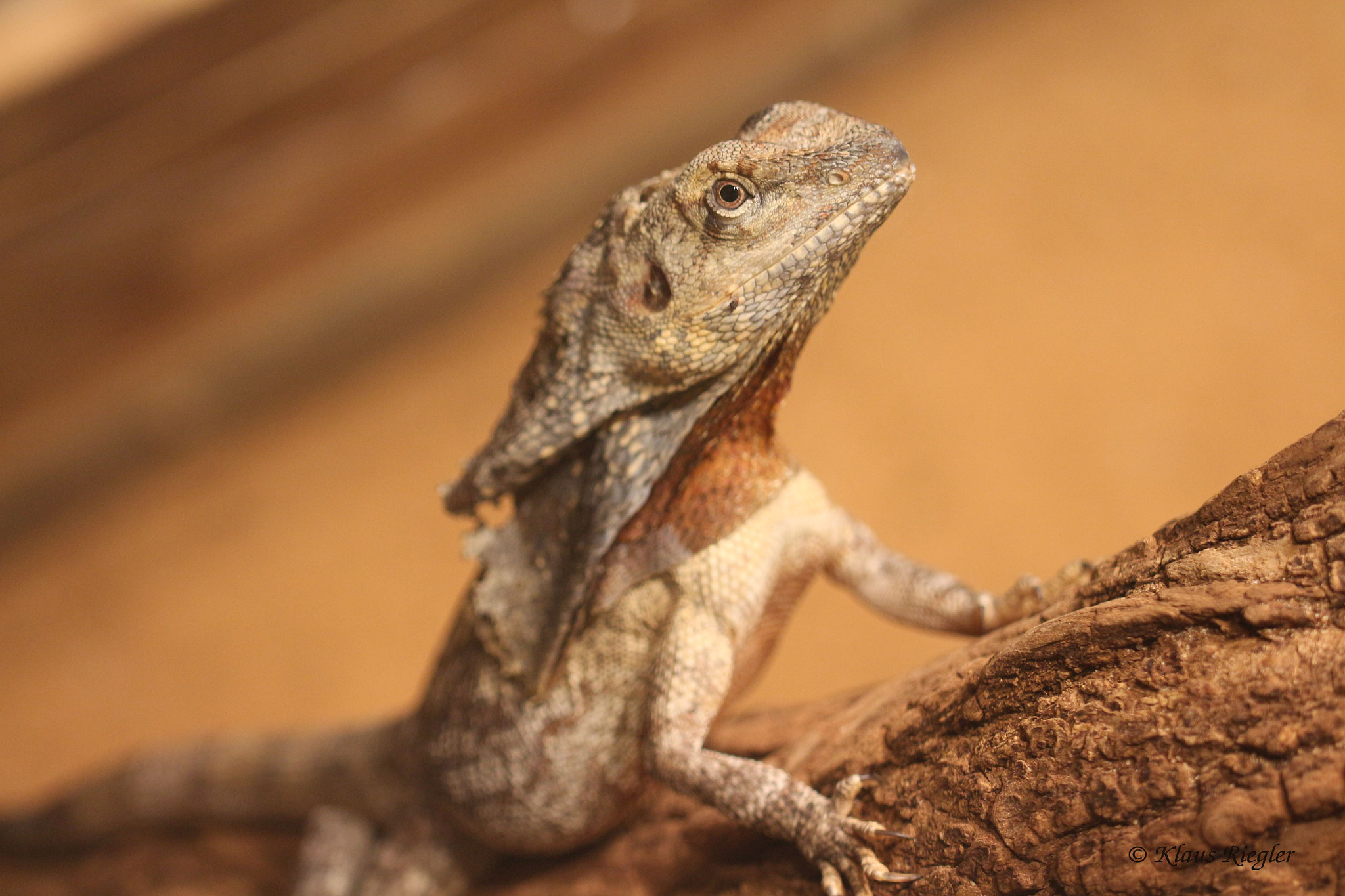 Canon EF 100mm F2.8L Macro IS USM sample photo. Img photography