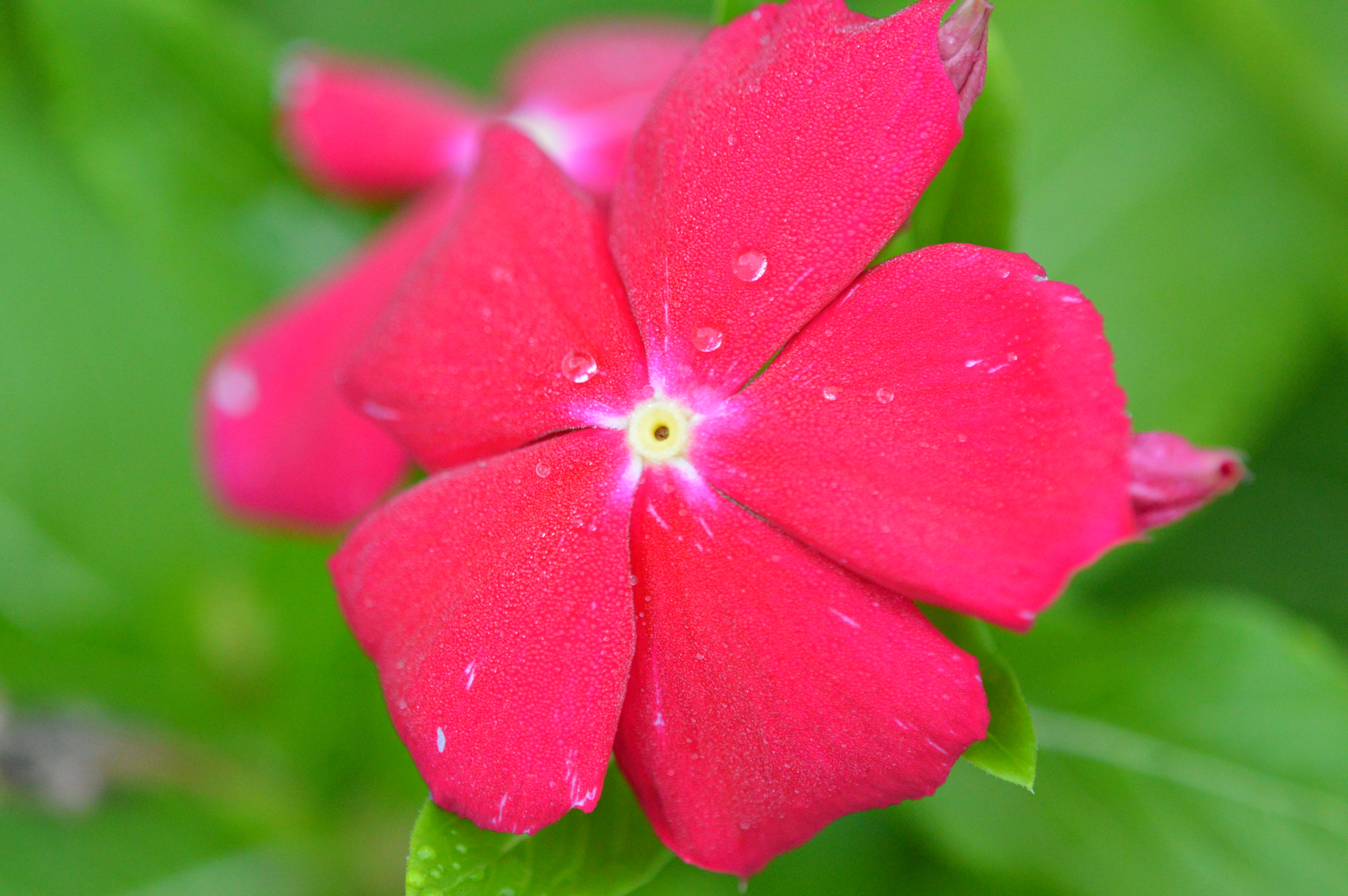 Tamron SP AF 180mm F3.5 Di LD (IF) Macro sample photo. Amazing colors photography