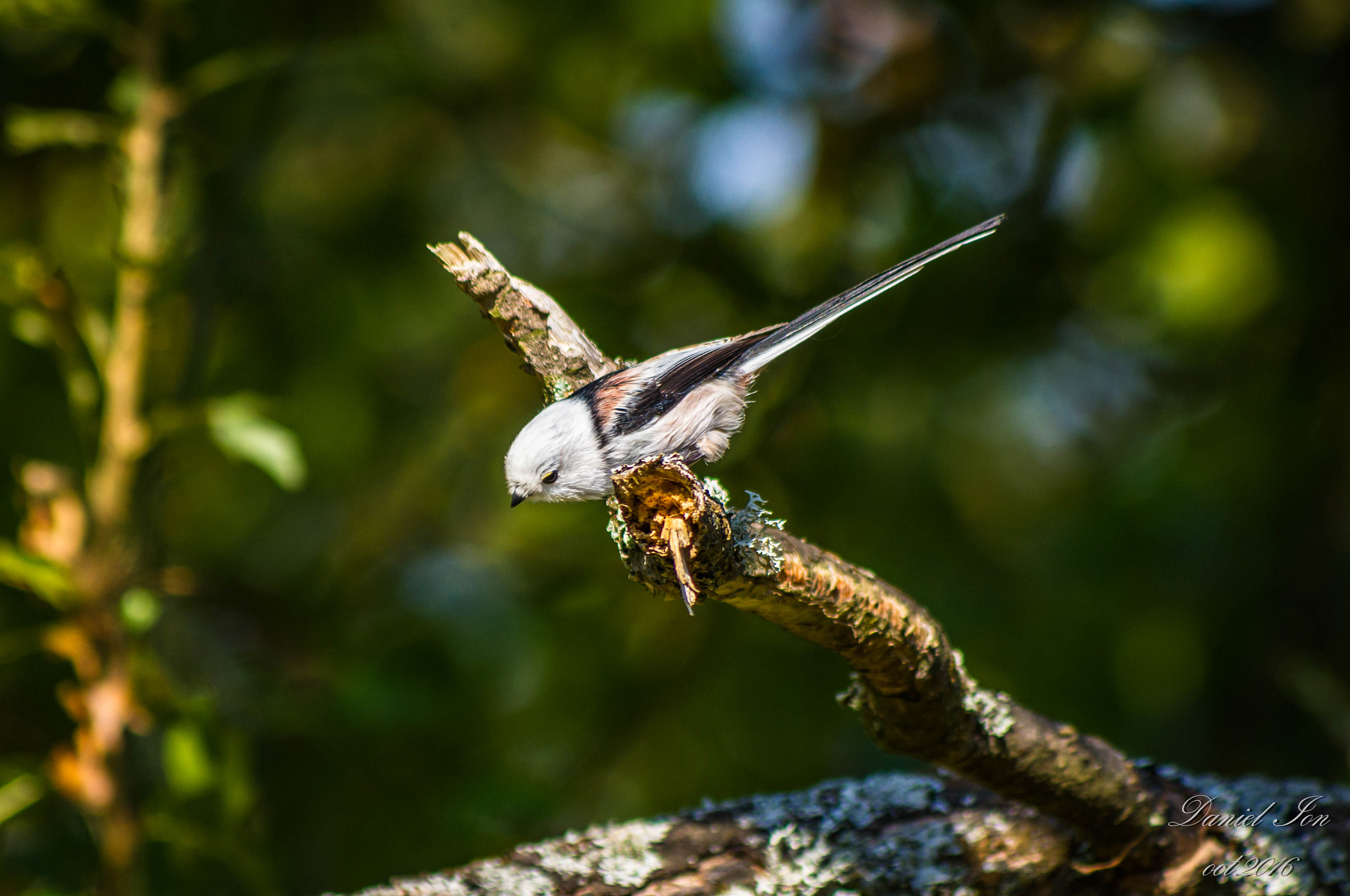 Pentax K-x + smc PENTAX-FA 80-320mm F4.5-5.6 sample photo. Aegithalos caudatus photography