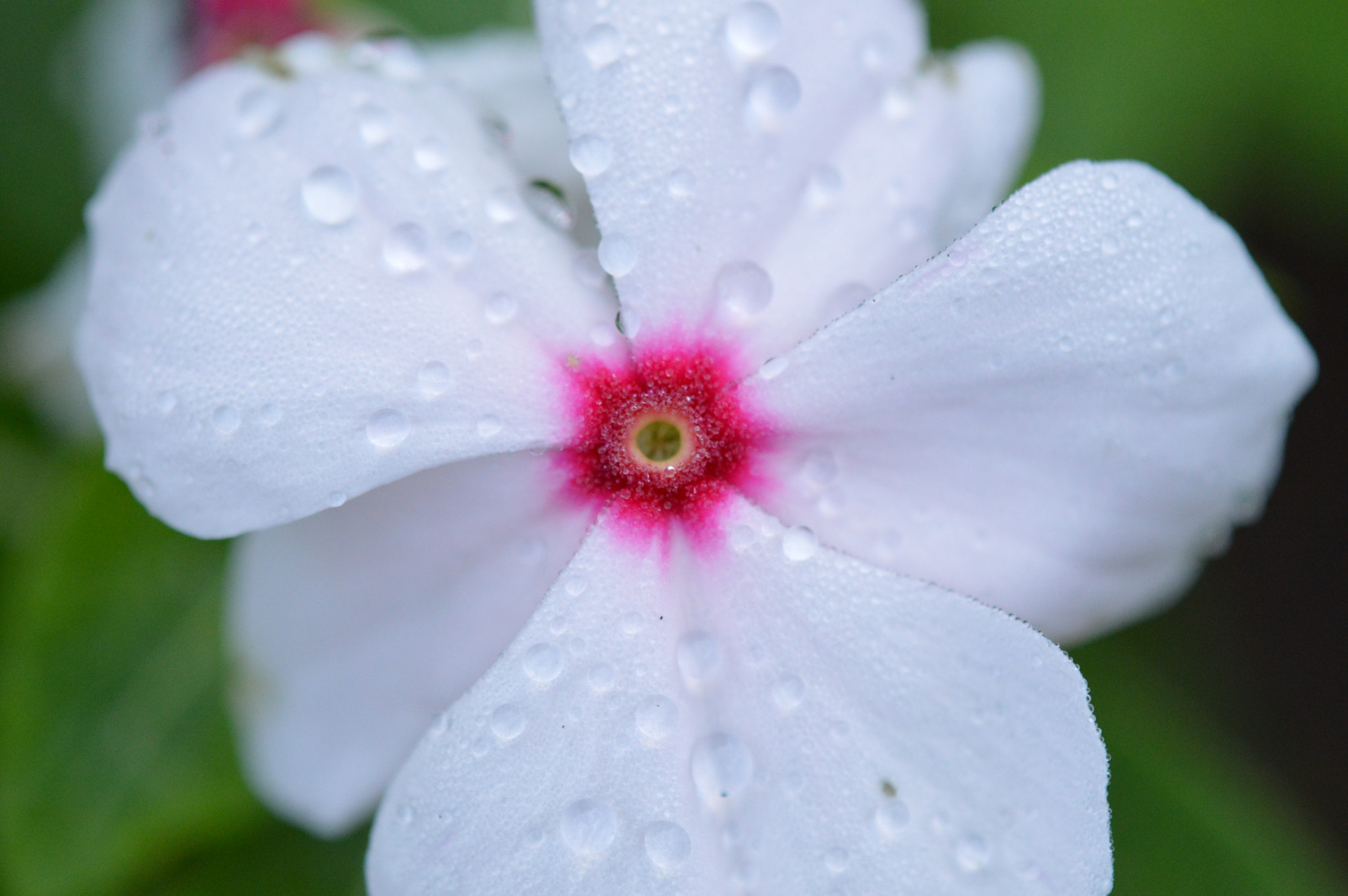 Tamron SP AF 180mm F3.5 Di LD (IF) Macro sample photo. Amazing colors photography