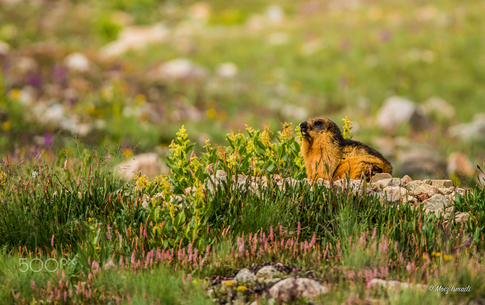 Nikon D750 + Nikon AF-S Nikkor 300mm F4D ED-IF sample photo. Goldenmarmot photography