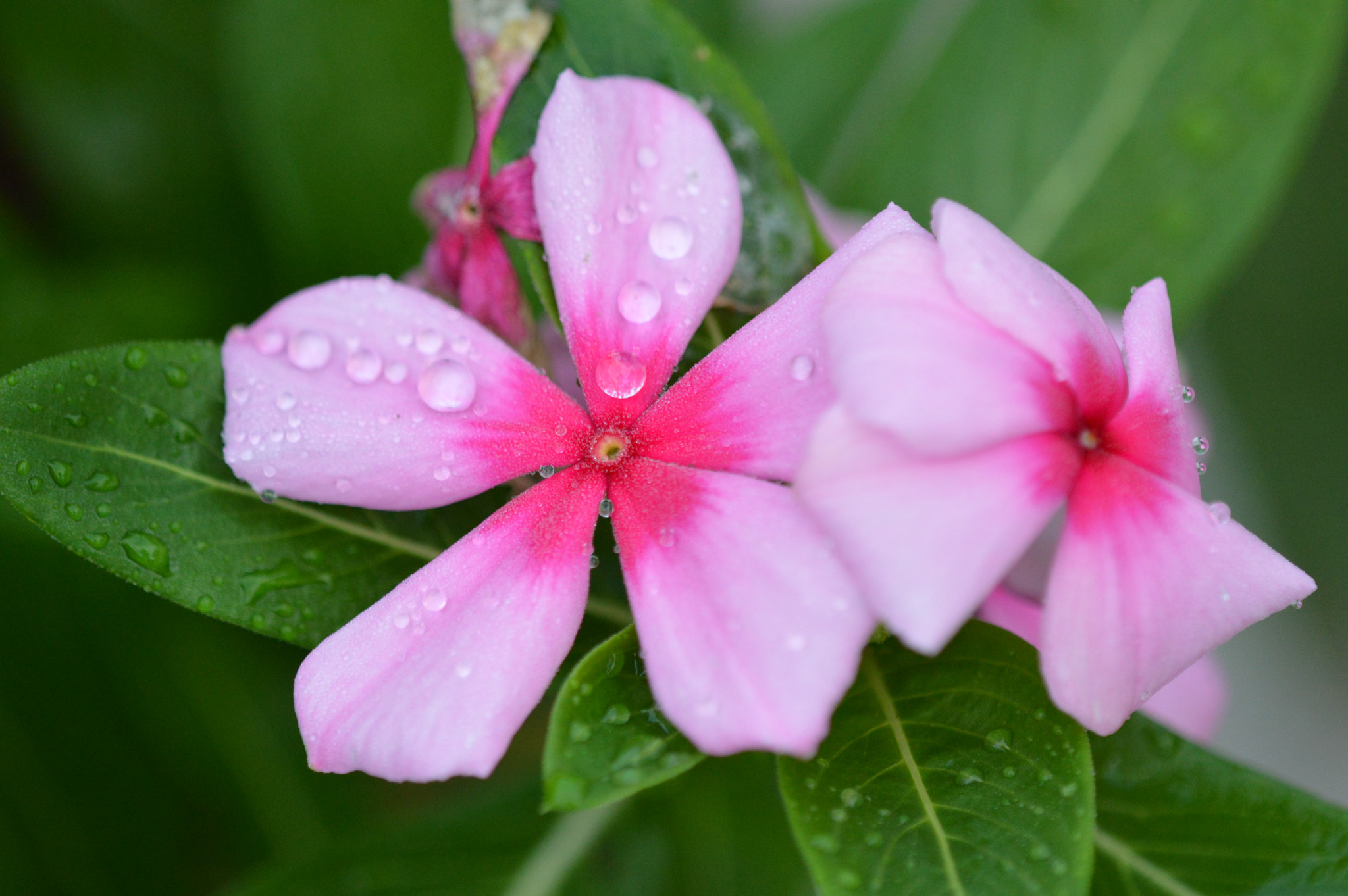 Tamron SP AF 180mm F3.5 Di LD (IF) Macro sample photo. Amazing colors photography