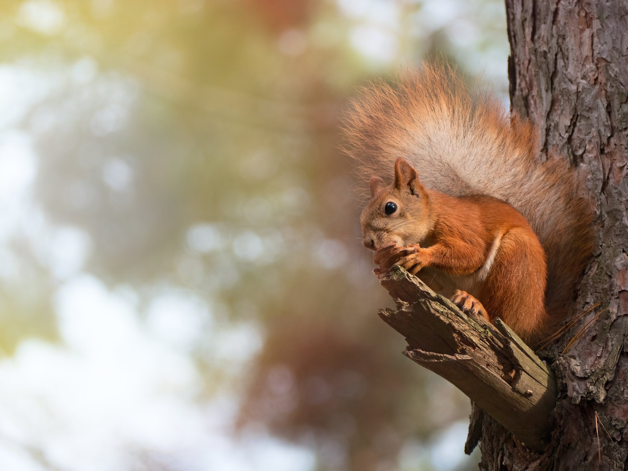 Panasonic Lumix DMC-GX85 (Lumix DMC-GX80 / Lumix DMC-GX7 Mark II) sample photo. Red squirrel photography