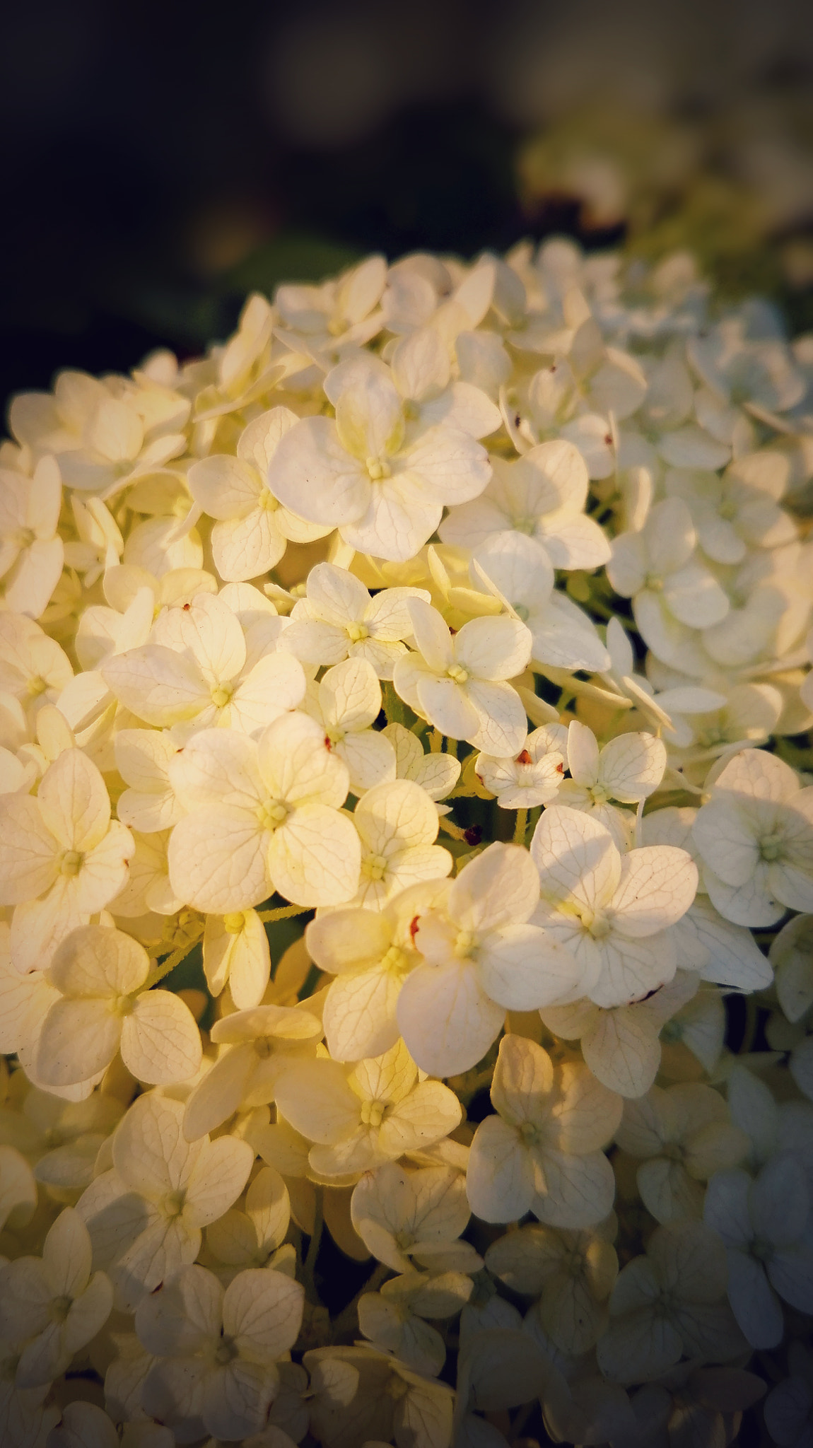 HUAWEI Cherry Mini sample photo