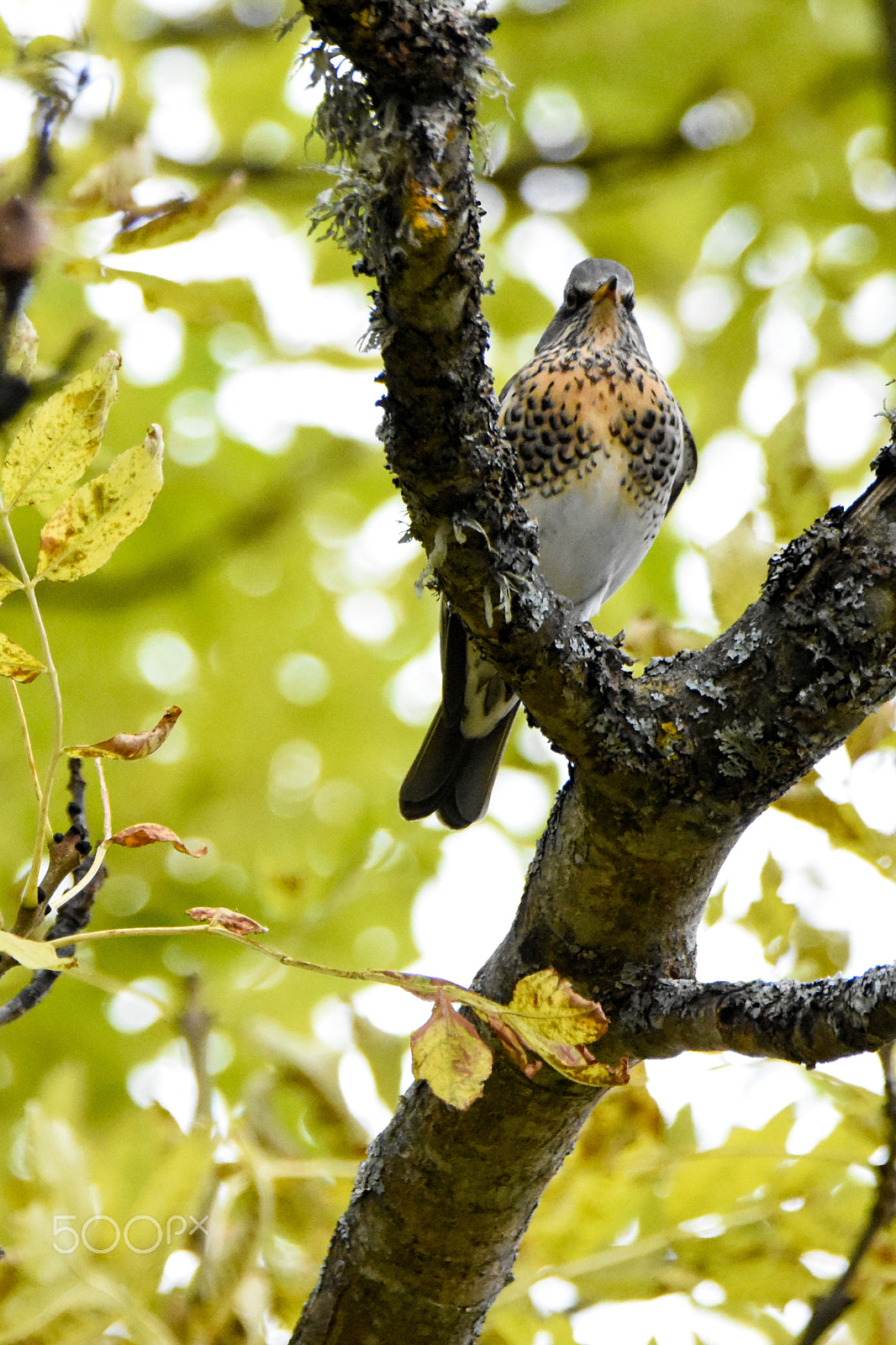 Nikon D7200 + Tamron SP 150-600mm F5-6.3 Di VC USD sample photo. Eye contact with a fieldfare photography