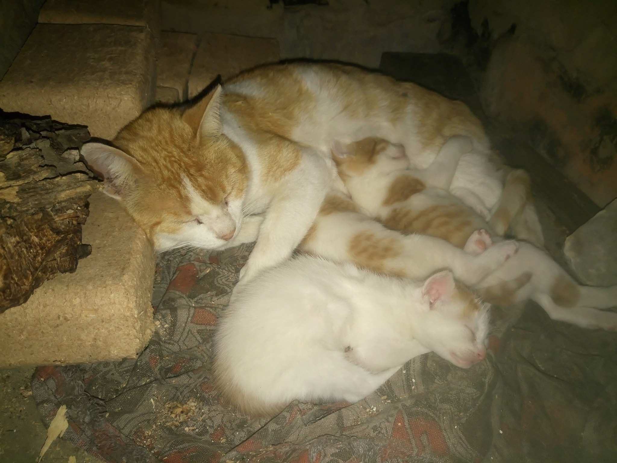 Sony Xperia M5 Dual sample photo