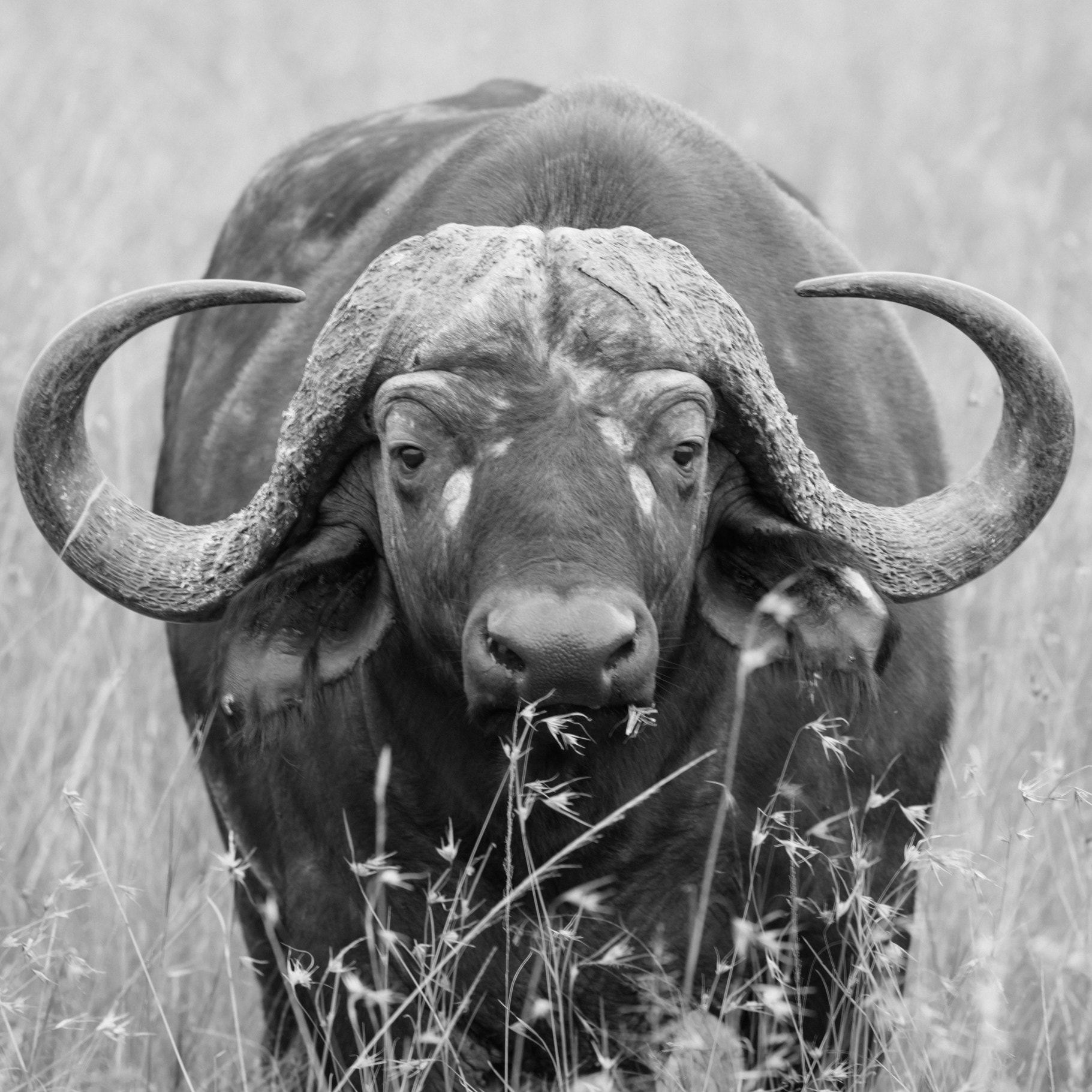 Canon EOS 5DS sample photo. Masai buffalo photography