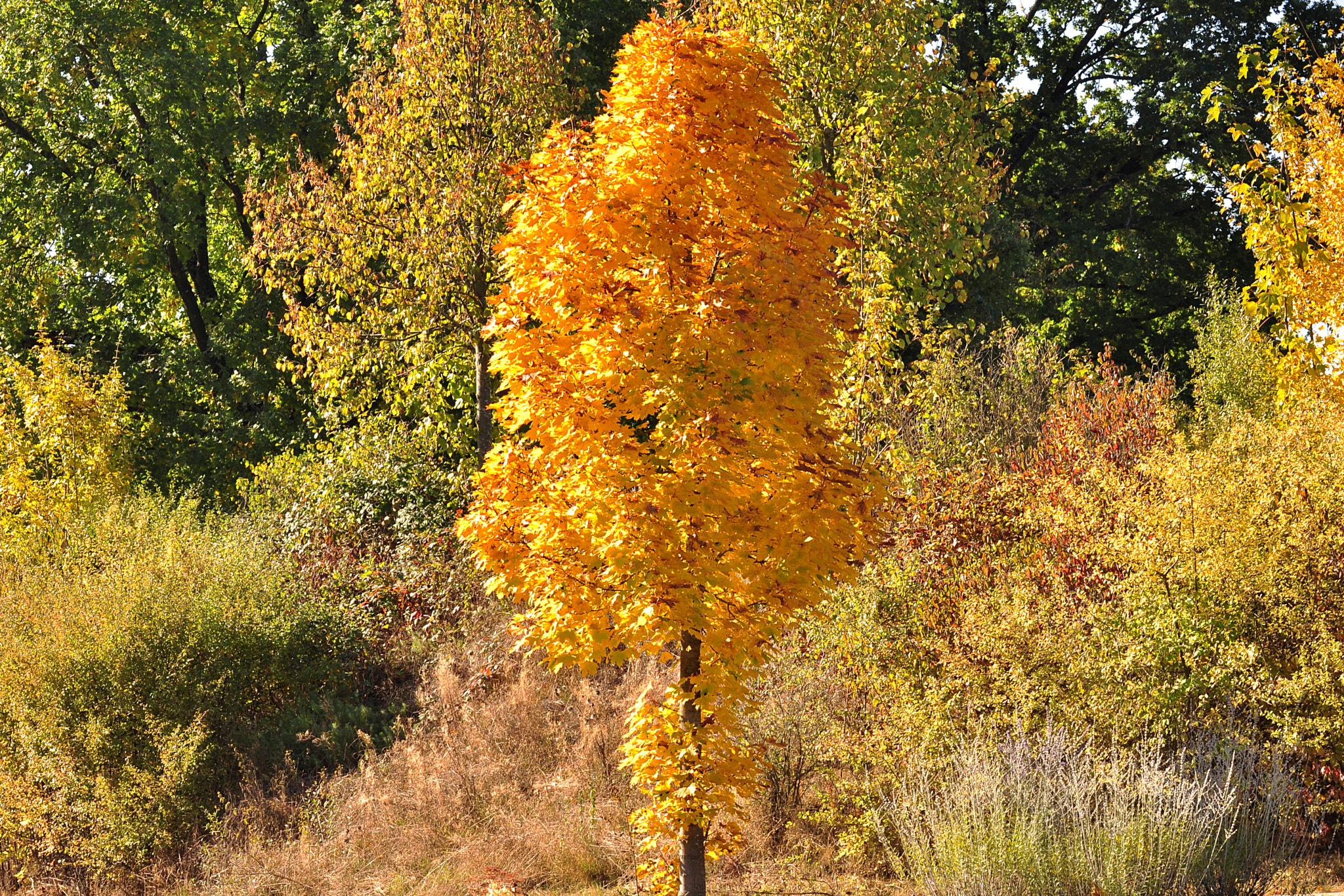 Sigma 105mm F2.8 EX DG OS HSM sample photo. Autumn photography