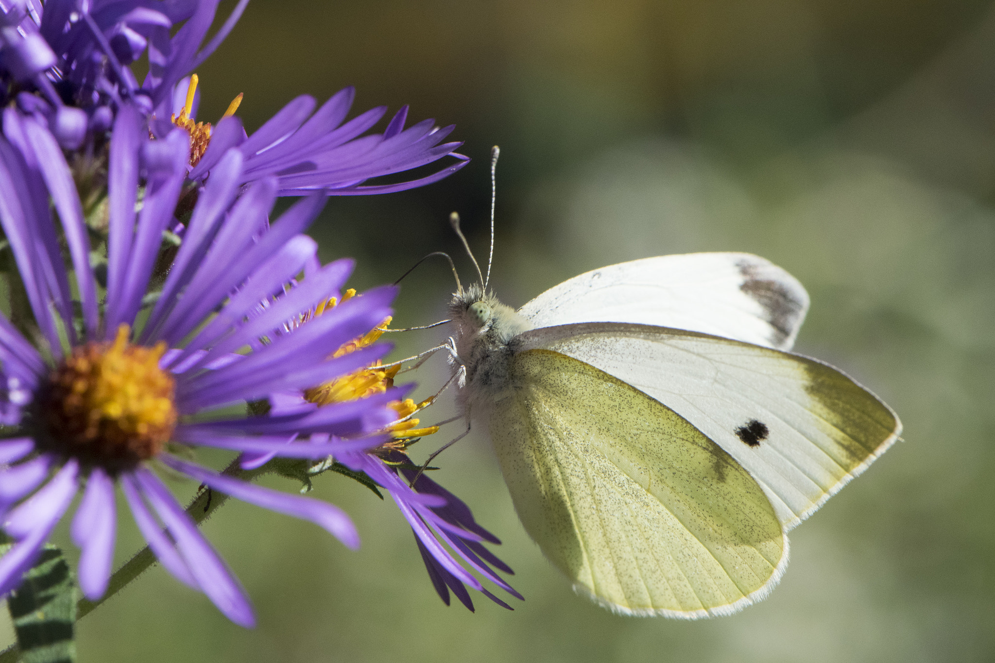 Nikon AF-S DX Micro-Nikkor 85mm F3.5G ED VR sample photo. Butterfly 2016-92 photography