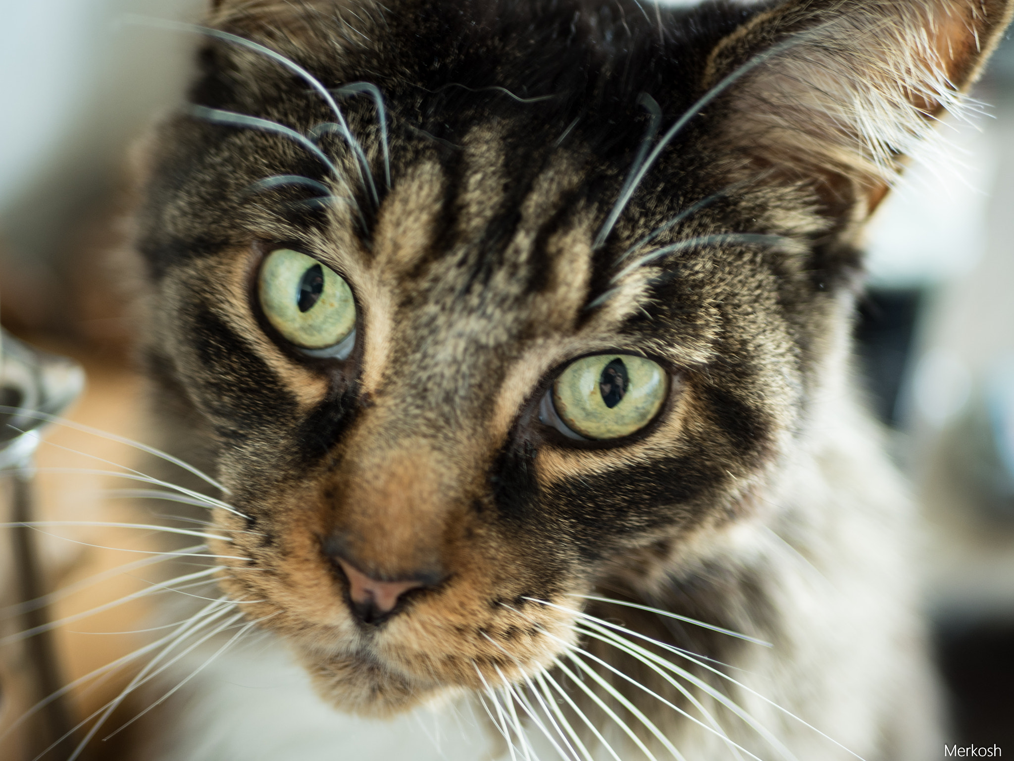 Olympus OM-D E-M5 II + LUMIX G 25/F1.7 sample photo. Hypnotize me photography