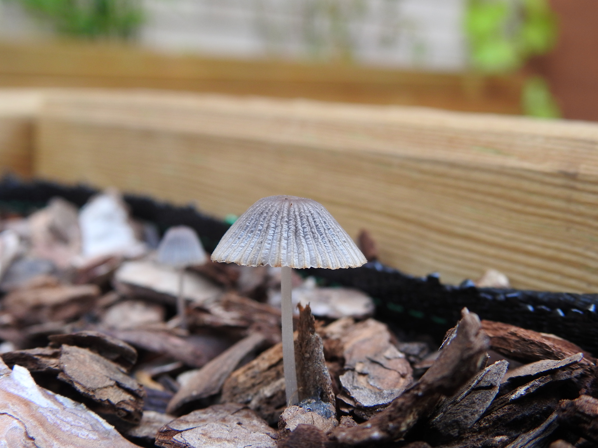 v2?sig=31b7bc7fdb9c52347966b218ca16c84d9