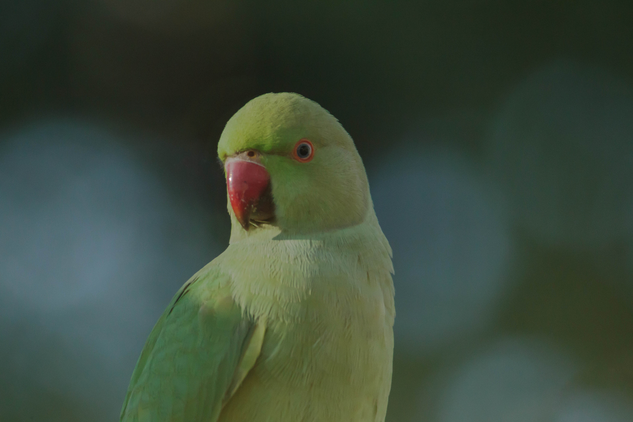 Canon EF 400mm F5.6L USM sample photo. Halsbandparkiet (psittacula krameri) photography