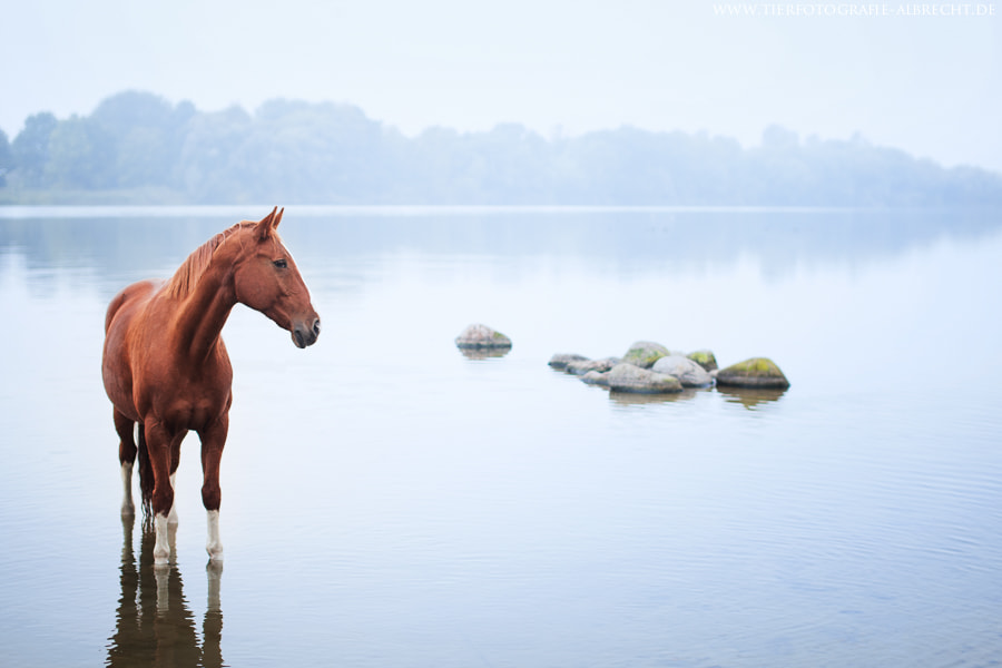 Canon EOS-1D Mark III sample photo. Foggy photography