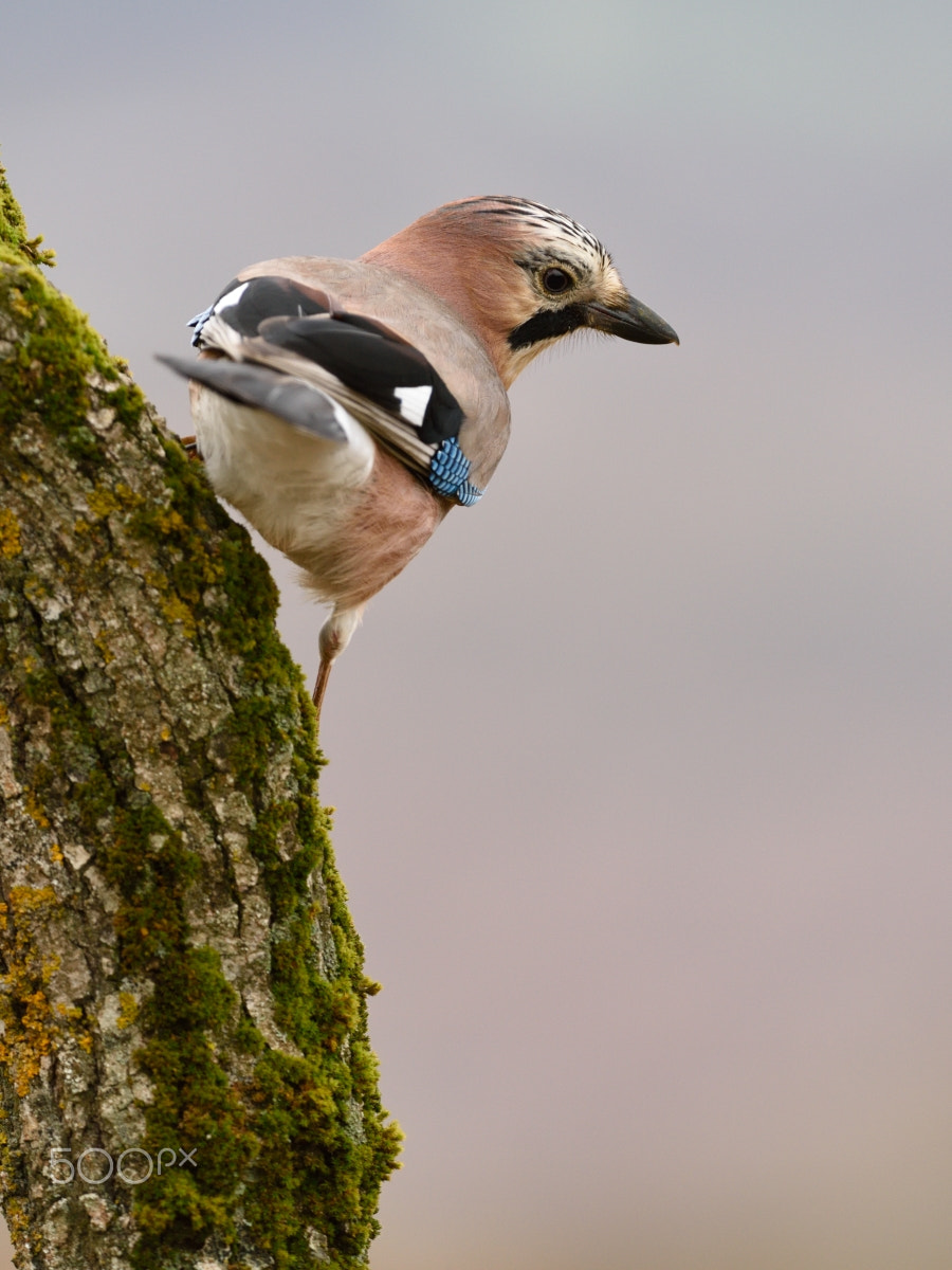 Nikon D810 + Nikon AF-S Nikkor 200-400mm F4G ED-IF VR sample photo. Garrulus glandarius photography