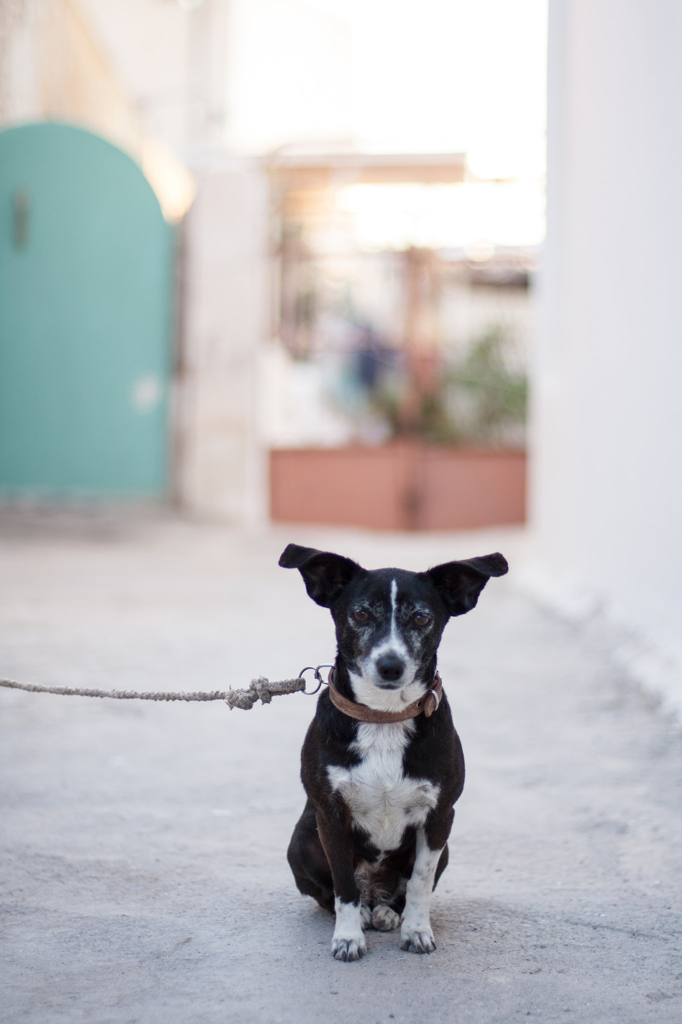 Canon EOS 40D + Canon EF 50mm F1.4 USM sample photo. Waiting patiently photography