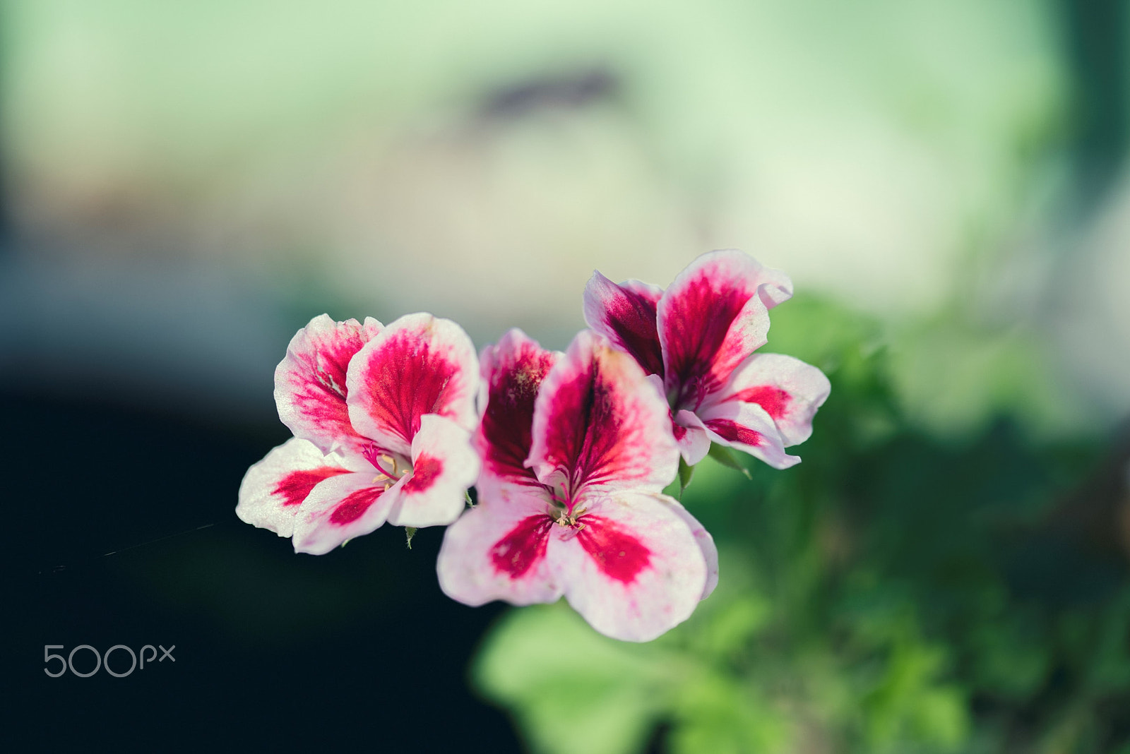 Sigma 105mm F2.8 EX DG OS HSM sample photo. At end of summer photography