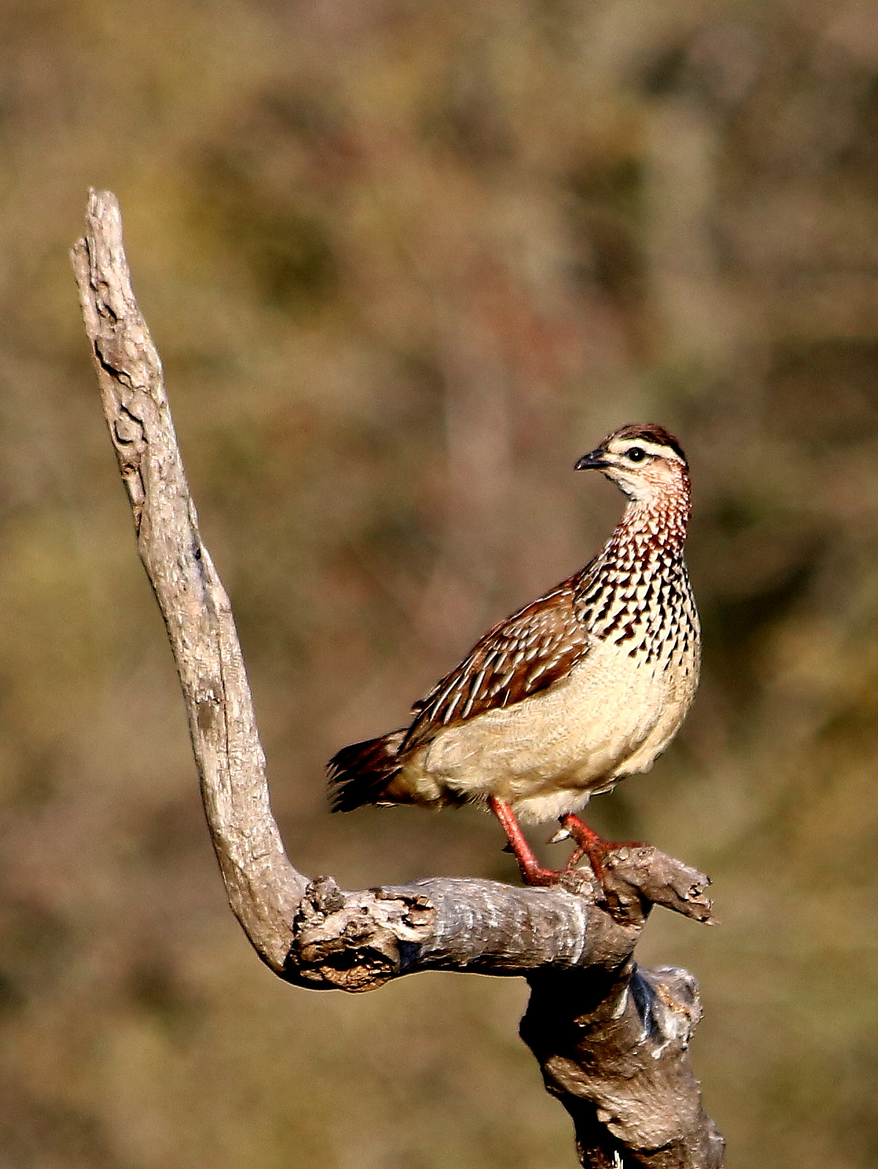 Canon EF 70-300mm F4-5.6 IS USM sample photo. Crested francolin photography