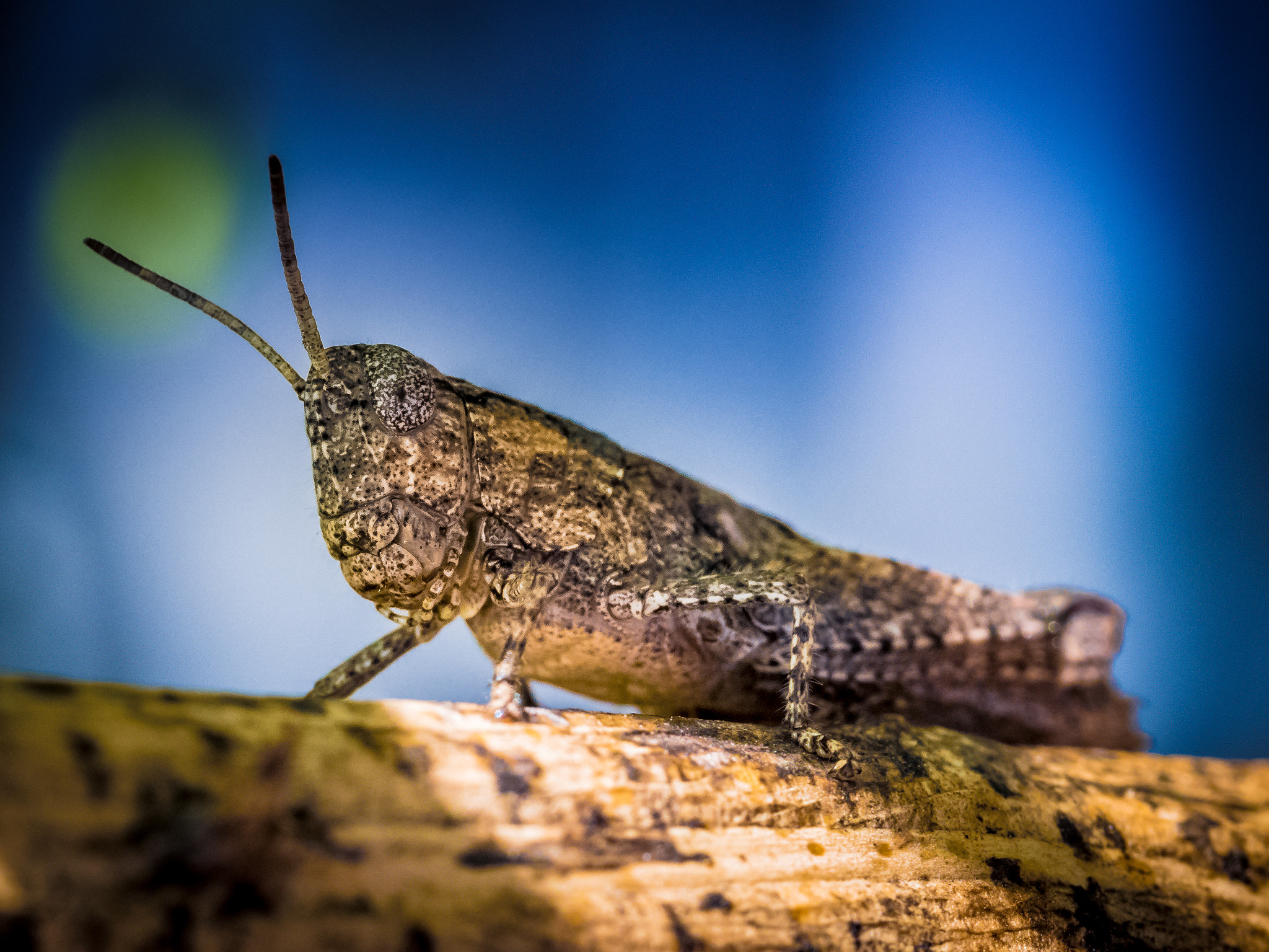 Olympus M.Zuiko Digital ED 60mm F2.8 Macro sample photo. Grasshopper photography