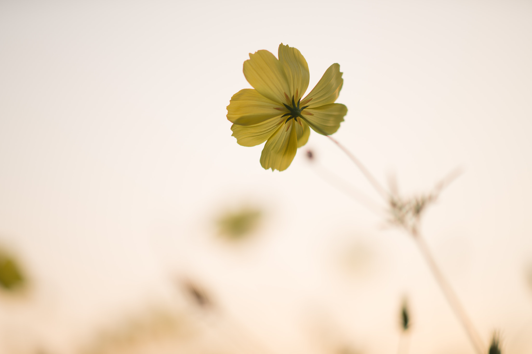 Sony Sonnar T* 135mm F1.8 ZA sample photo. Twilight photography
