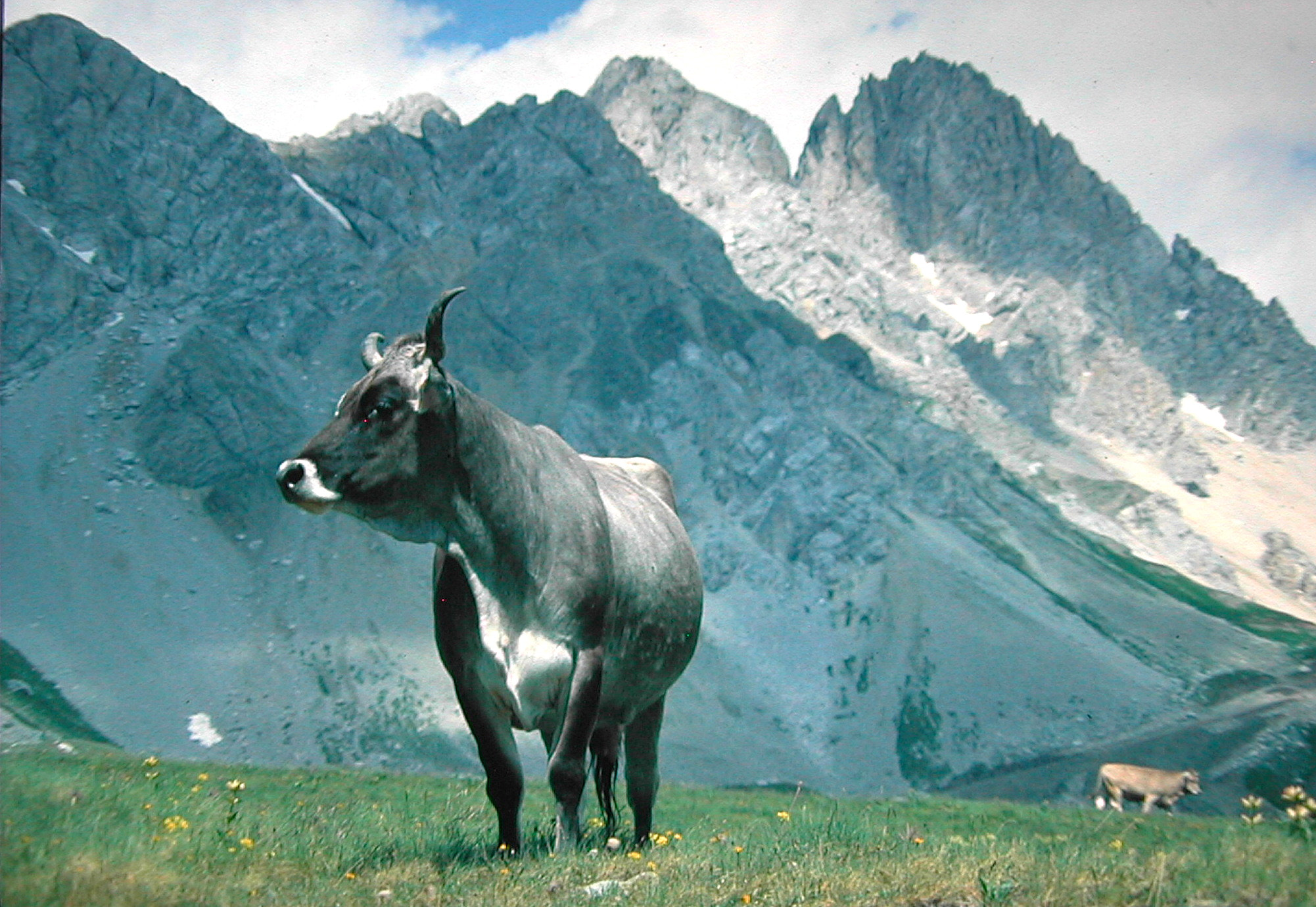 Nikon E885 sample photo. 1979 passo s.pellegrino agordino photography