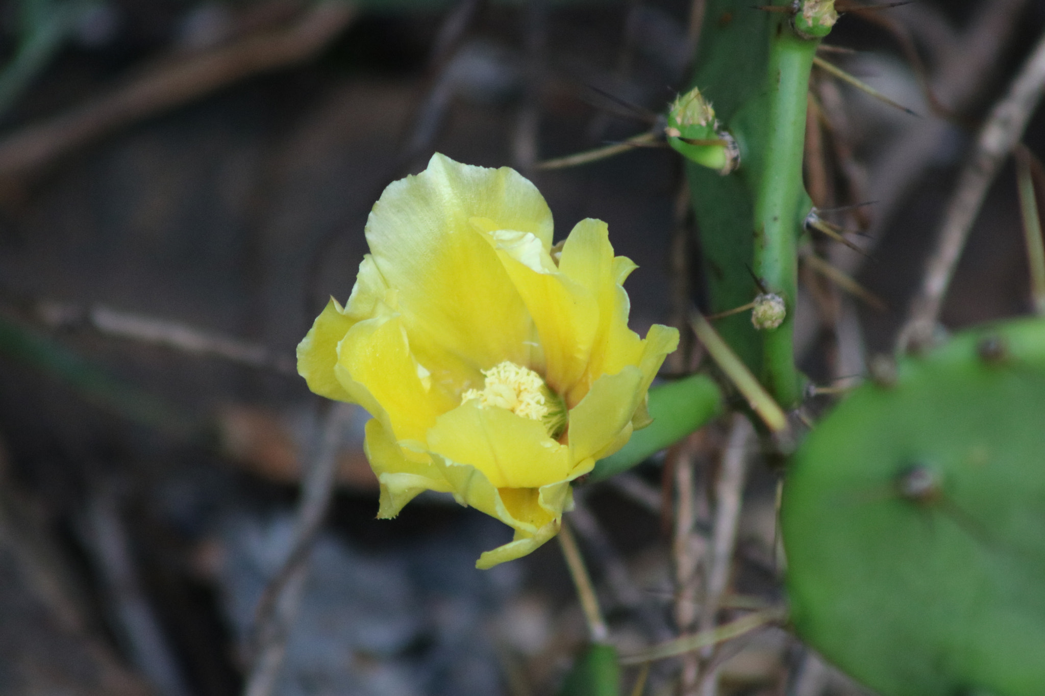 Canon EOS 750D (EOS Rebel T6i / EOS Kiss X8i) + EF75-300mm f/4-5.6 sample photo. Img photography