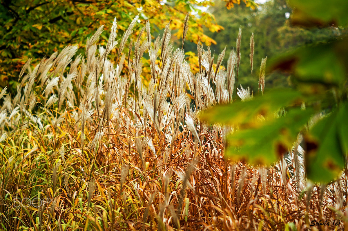 Sony SLT-A37 + Sony DT 50mm F1.8 SAM sample photo. Autumn in Łazienki park photography