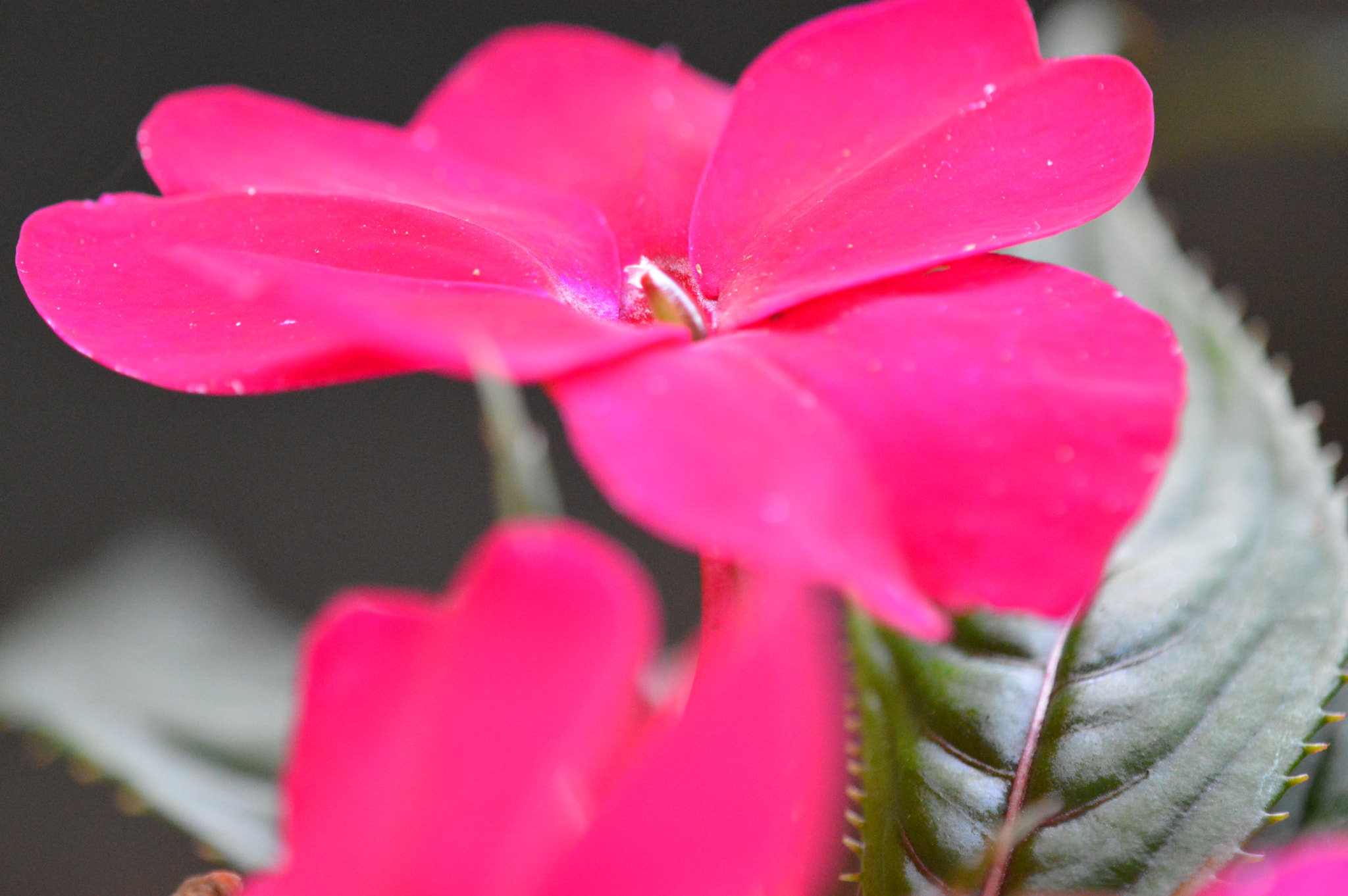 Tamron SP AF 180mm F3.5 Di LD (IF) Macro sample photo. Flowers with amazing colors! photography