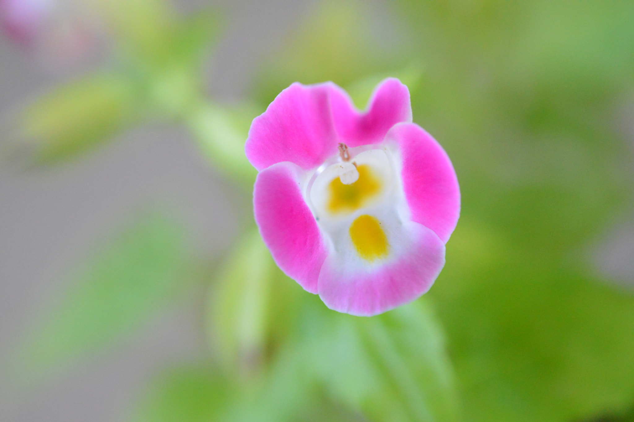 Tamron SP AF 180mm F3.5 Di LD (IF) Macro sample photo. Flowers with amazing colors! photography