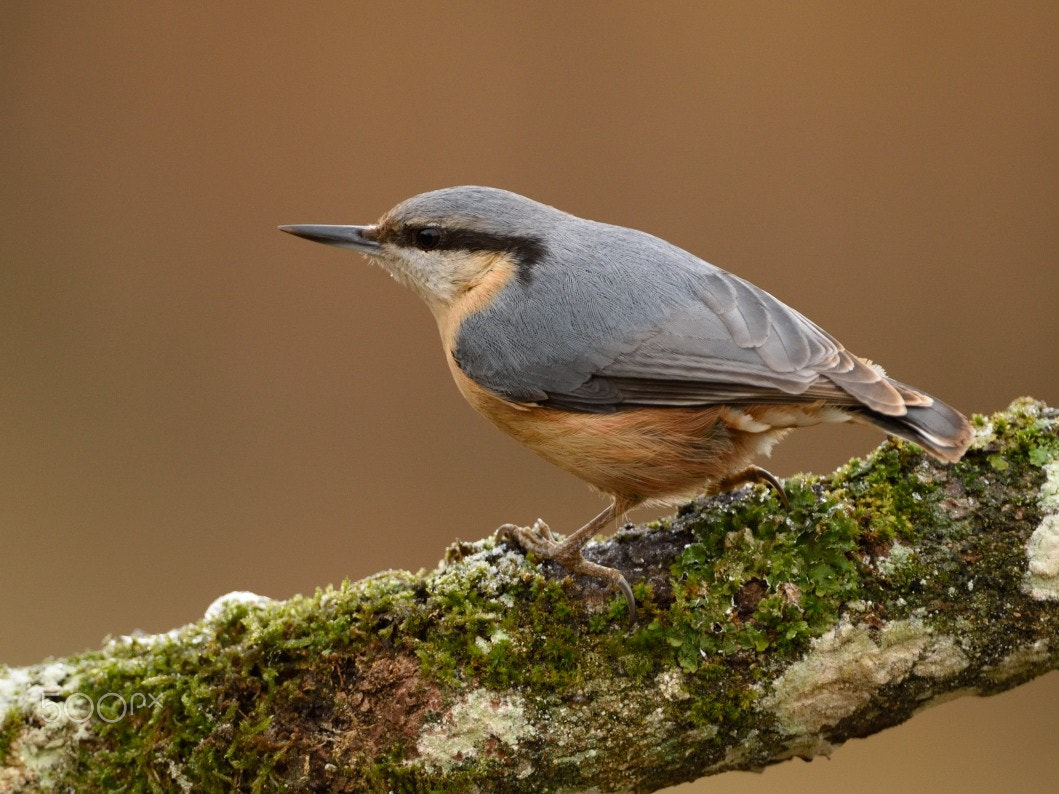 Nikon AF-S Nikkor 200-400mm F4G ED-IF VR sample photo. Pica-soques blau photography