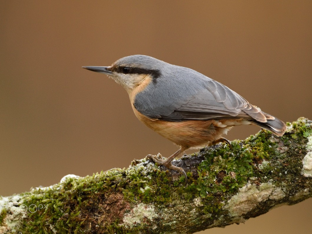 Nikon D810 + Nikon AF-S Nikkor 200-400mm F4G ED-IF VR sample photo. Pica-soques blau photography