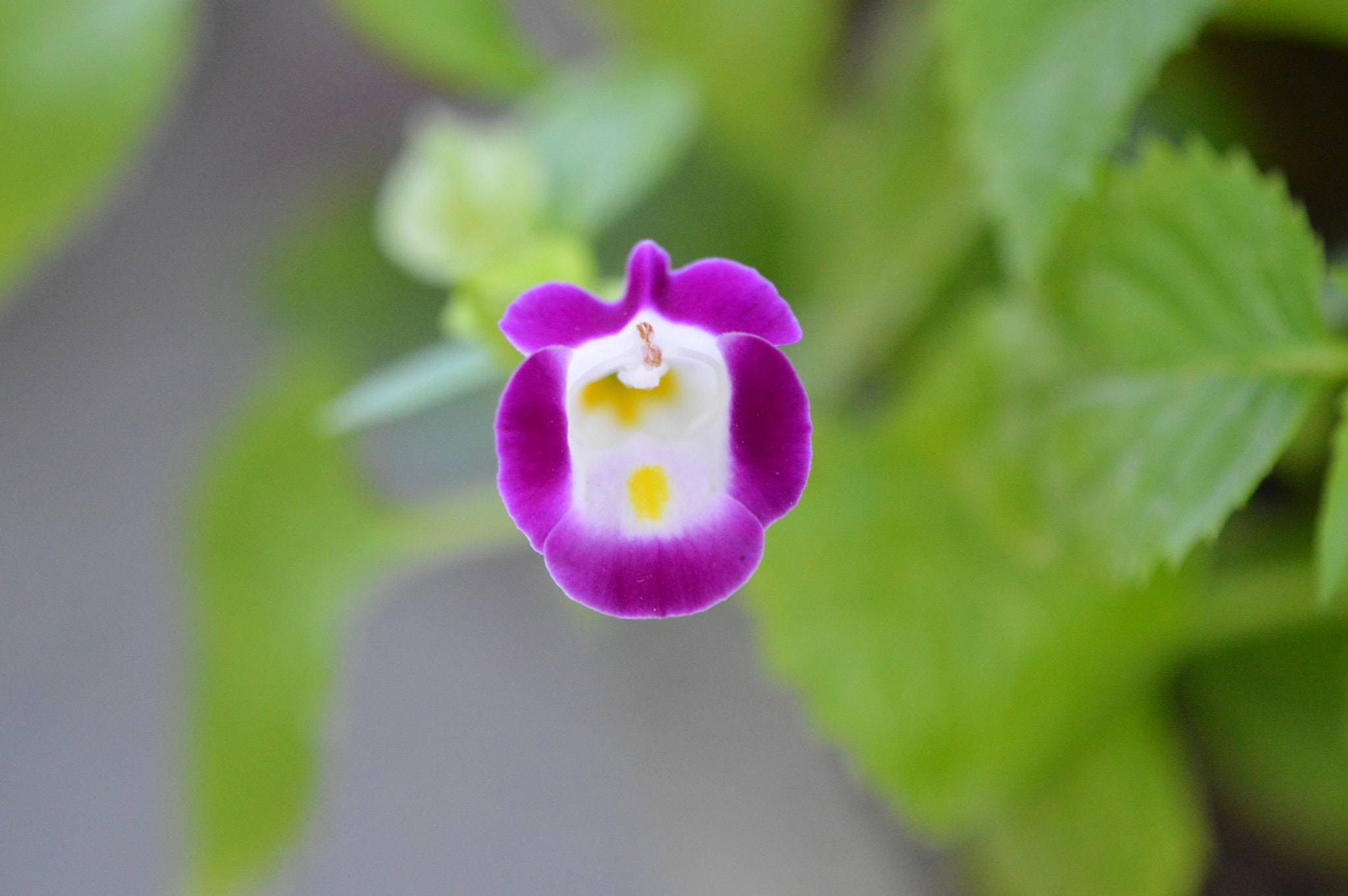 Tamron SP AF 180mm F3.5 Di LD (IF) Macro sample photo. Flowers with amazing colors! photography