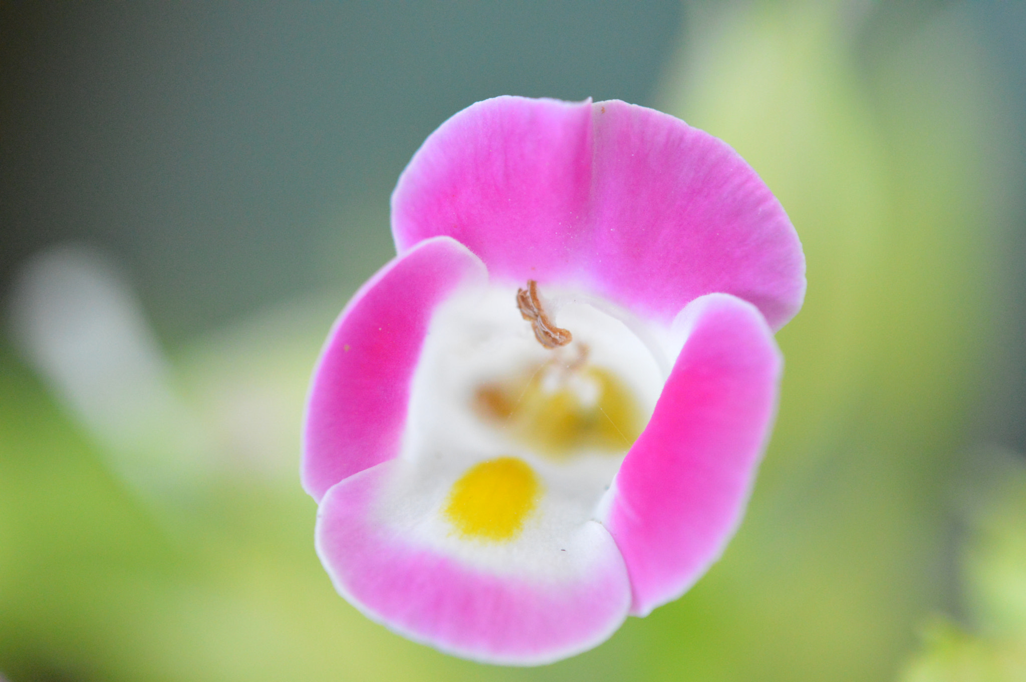 Tamron SP AF 180mm F3.5 Di LD (IF) Macro sample photo. Flowers with amazing colors! photography