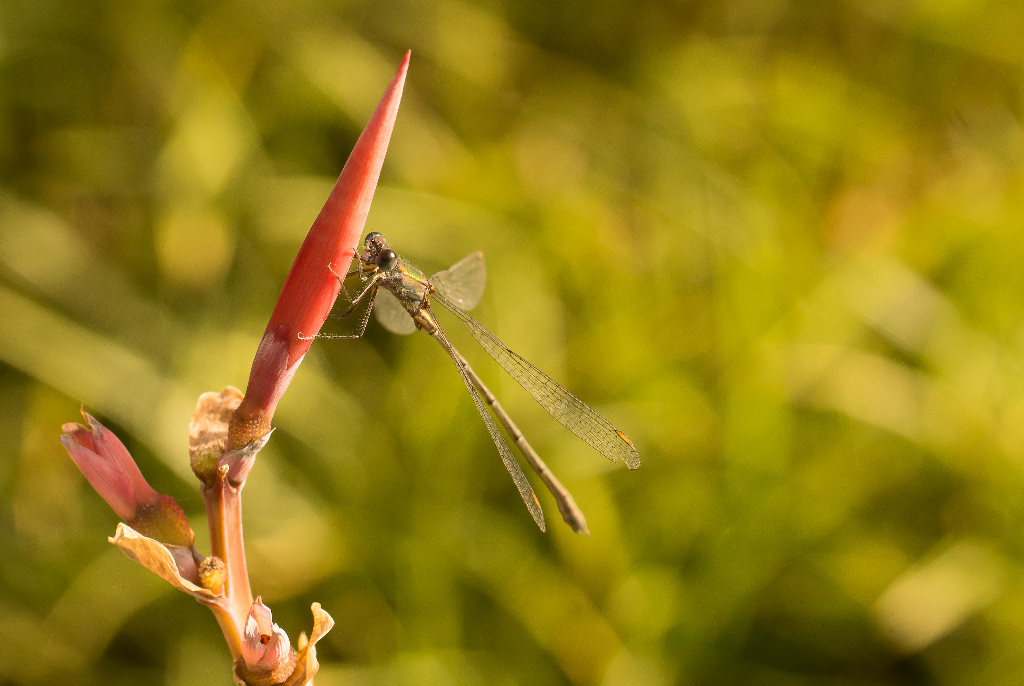 Tamron SP AF 60mm F2 Di II LD IF Macro sample photo. Dragonfly photography