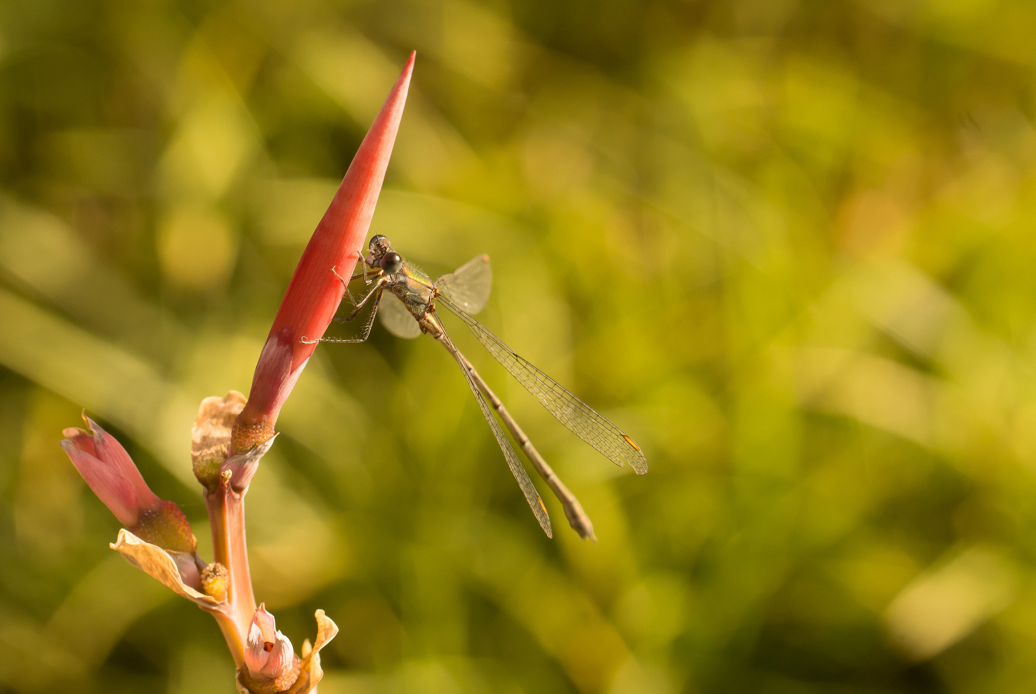 Sony SLT-A65 (SLT-A65V) sample photo. Dragonfly photography