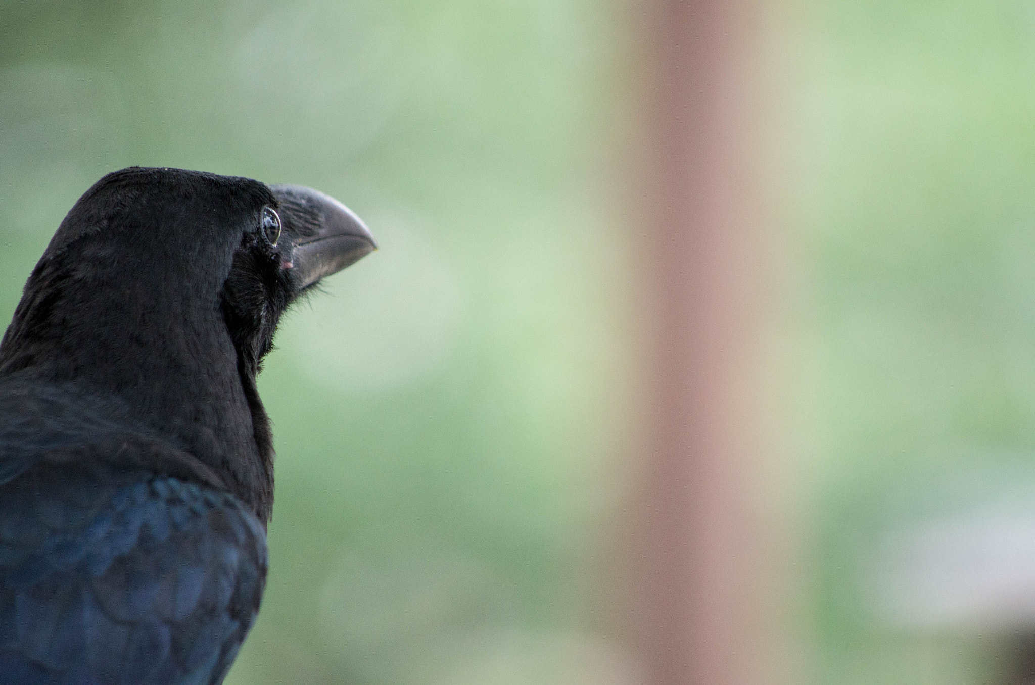 smc PENTAX-DA L 55-300mm F4-5.8 ED sample photo. Crow photography