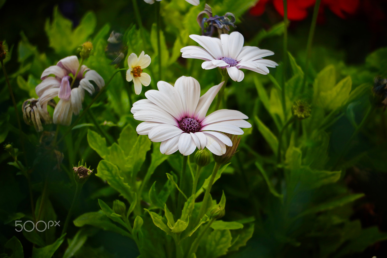 Canon EOS 760D (EOS Rebel T6s / EOS 8000D) + Canon EF-S 18-135mm F3.5-5.6 IS STM sample photo. Flowers in paris photography