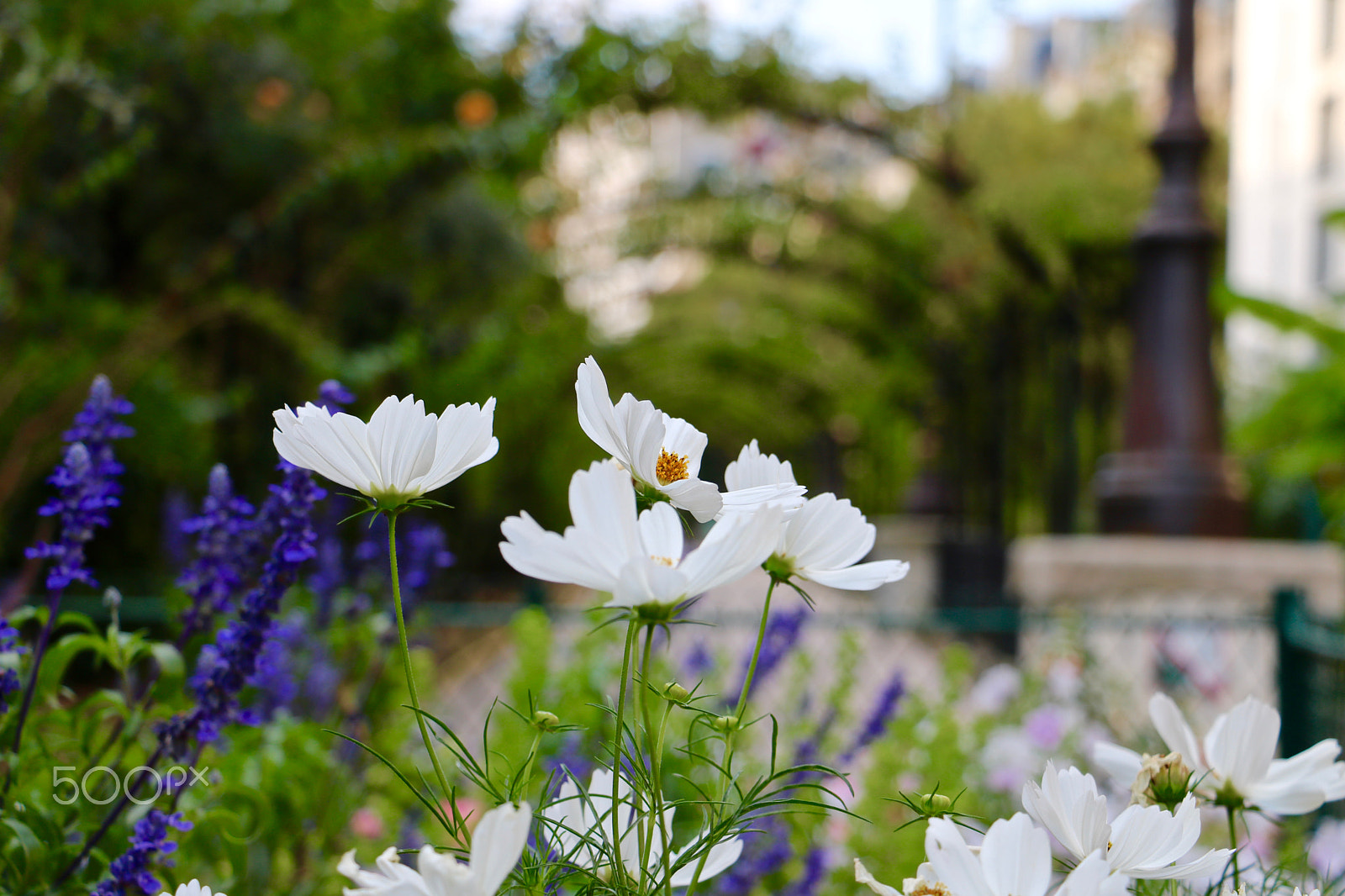 Canon EOS 760D (EOS Rebel T6s / EOS 8000D) + Canon EF-S 18-135mm F3.5-5.6 IS STM sample photo. Flowers in paris photography