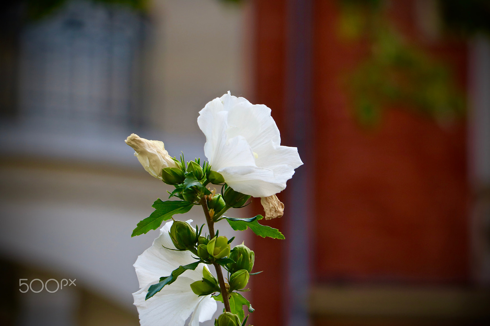 Canon EOS 760D (EOS Rebel T6s / EOS 8000D) + Canon EF-S 18-135mm F3.5-5.6 IS STM sample photo. Flowers in paris photography