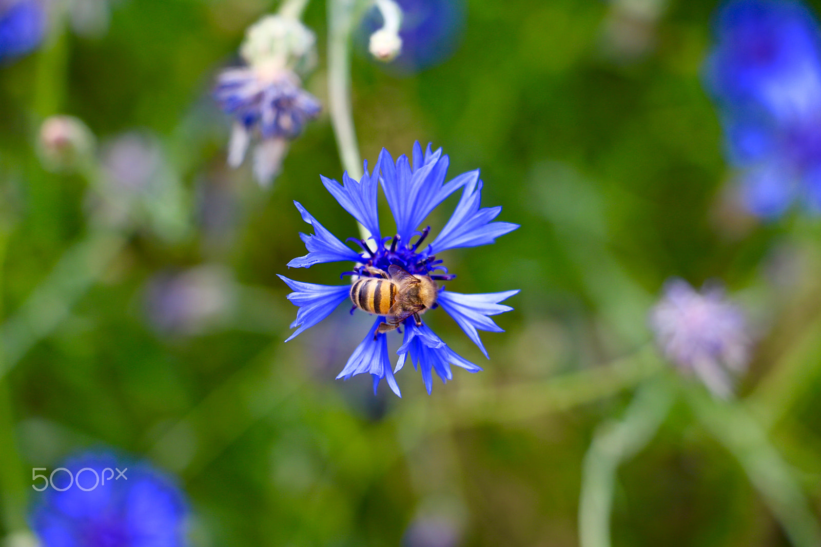 Canon EOS 760D (EOS Rebel T6s / EOS 8000D) + Canon EF-S 18-135mm F3.5-5.6 IS STM sample photo. Flowers in paris photography