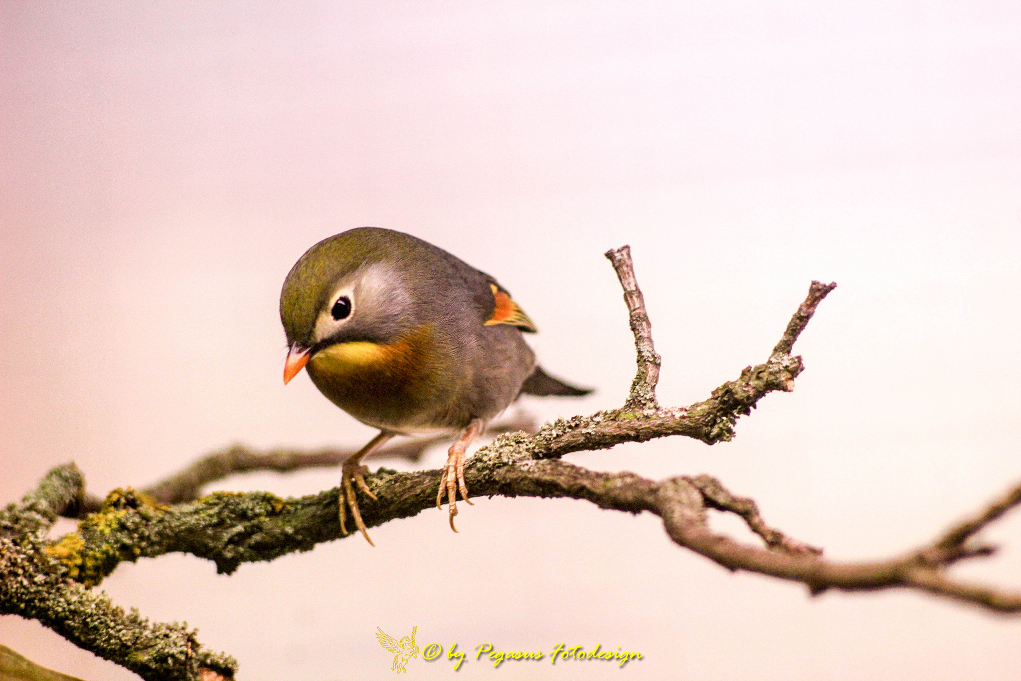 Canon EF 35-80mm f/4-5.6 sample photo. Kleiner vogel  photography