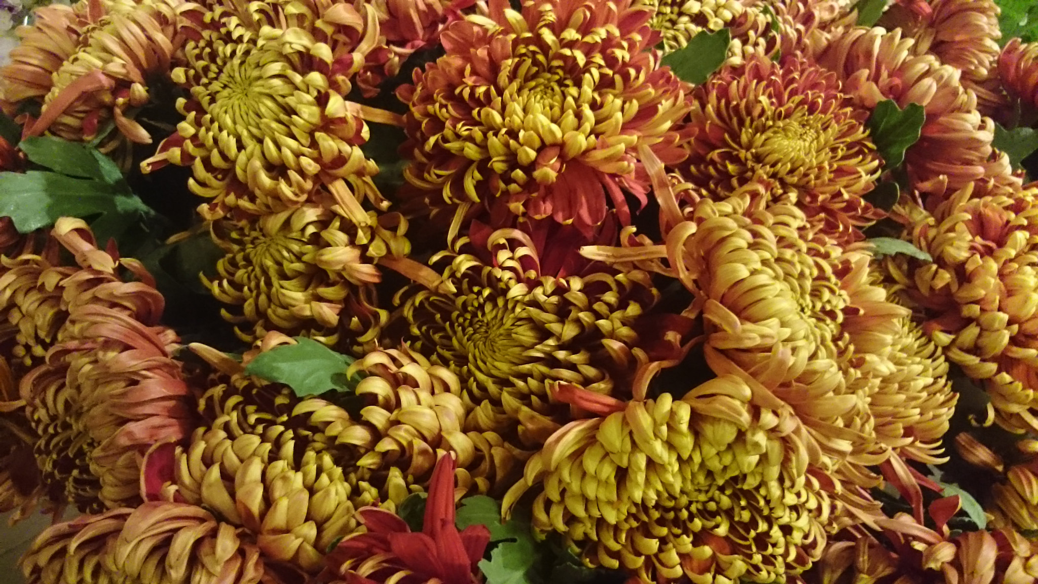 Sony Xperia Z Ultra sample photo. The incredible chrysanthemums.  photography