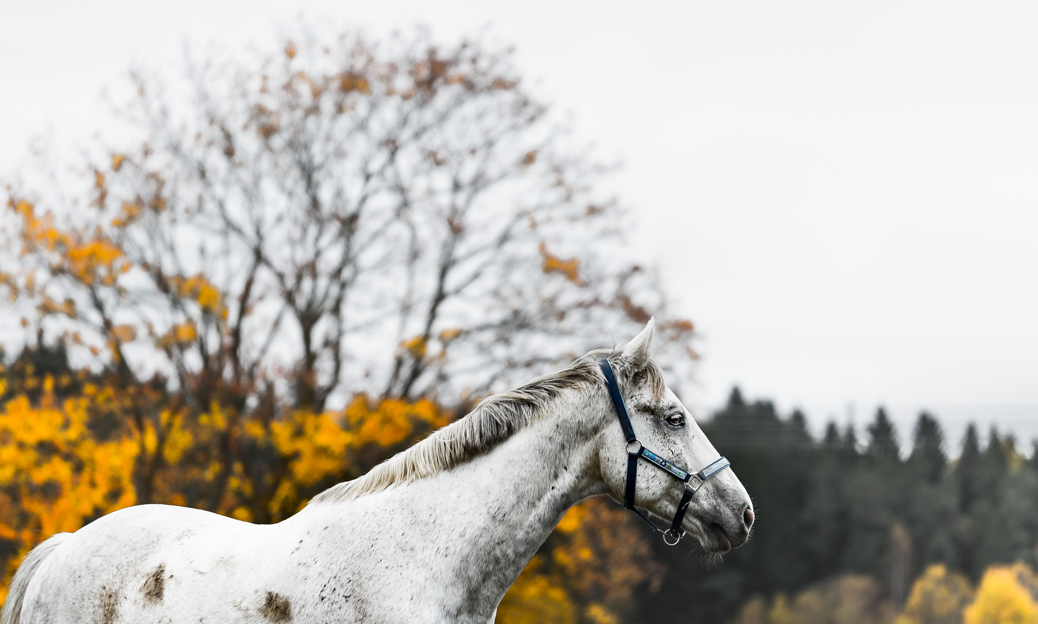 Nikon AF-S Nikkor 70-200mm F4G ED VR sample photo. White horse photography