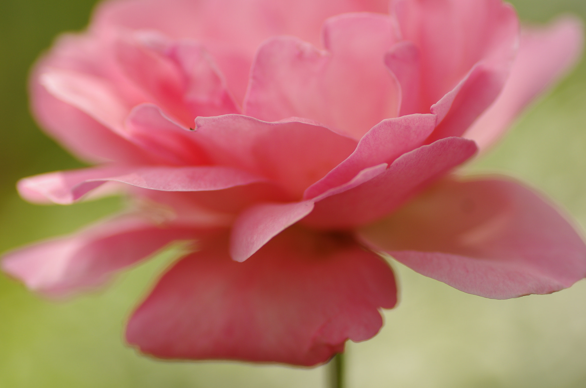 Pentax K-5 sample photo. Paris high line - rose photography