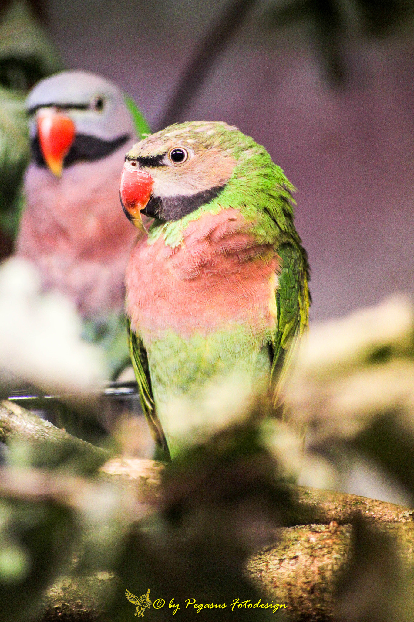Canon EF 35-80mm f/4-5.6 sample photo. Vogelausstellung 2016 photography