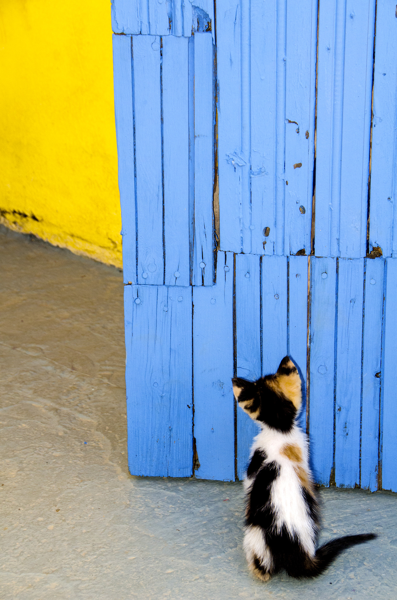 Sigma 18-250mm F3.5-6.3 DC OS HSM sample photo. . photography
