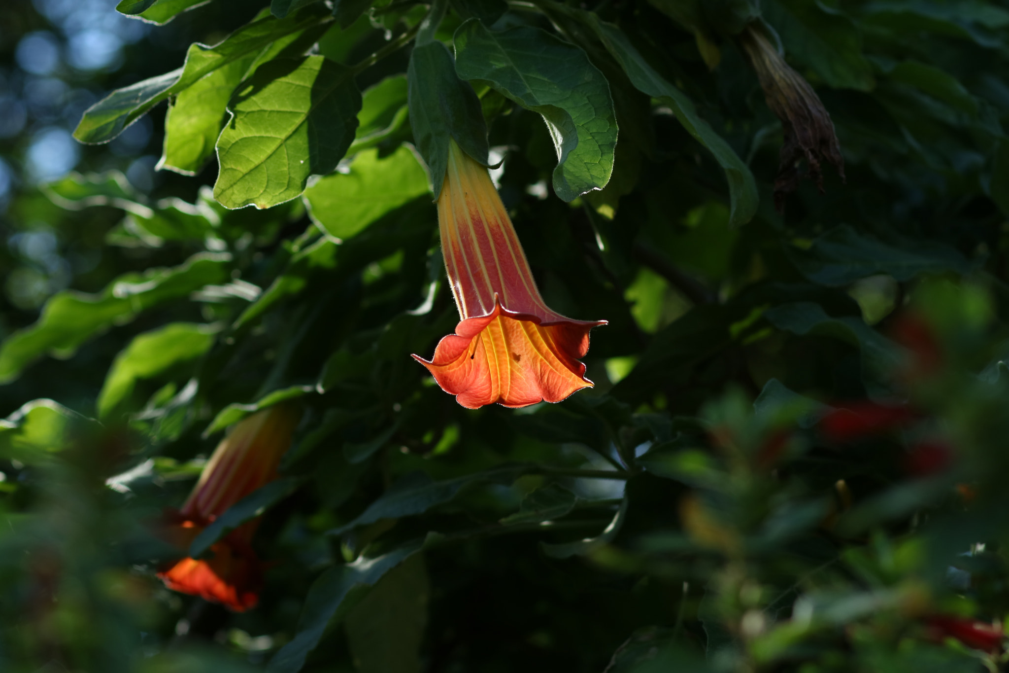 Canon EOS M3 + Canon EF 85mm F1.8 USM sample photo. Abg_20161014_06 photography